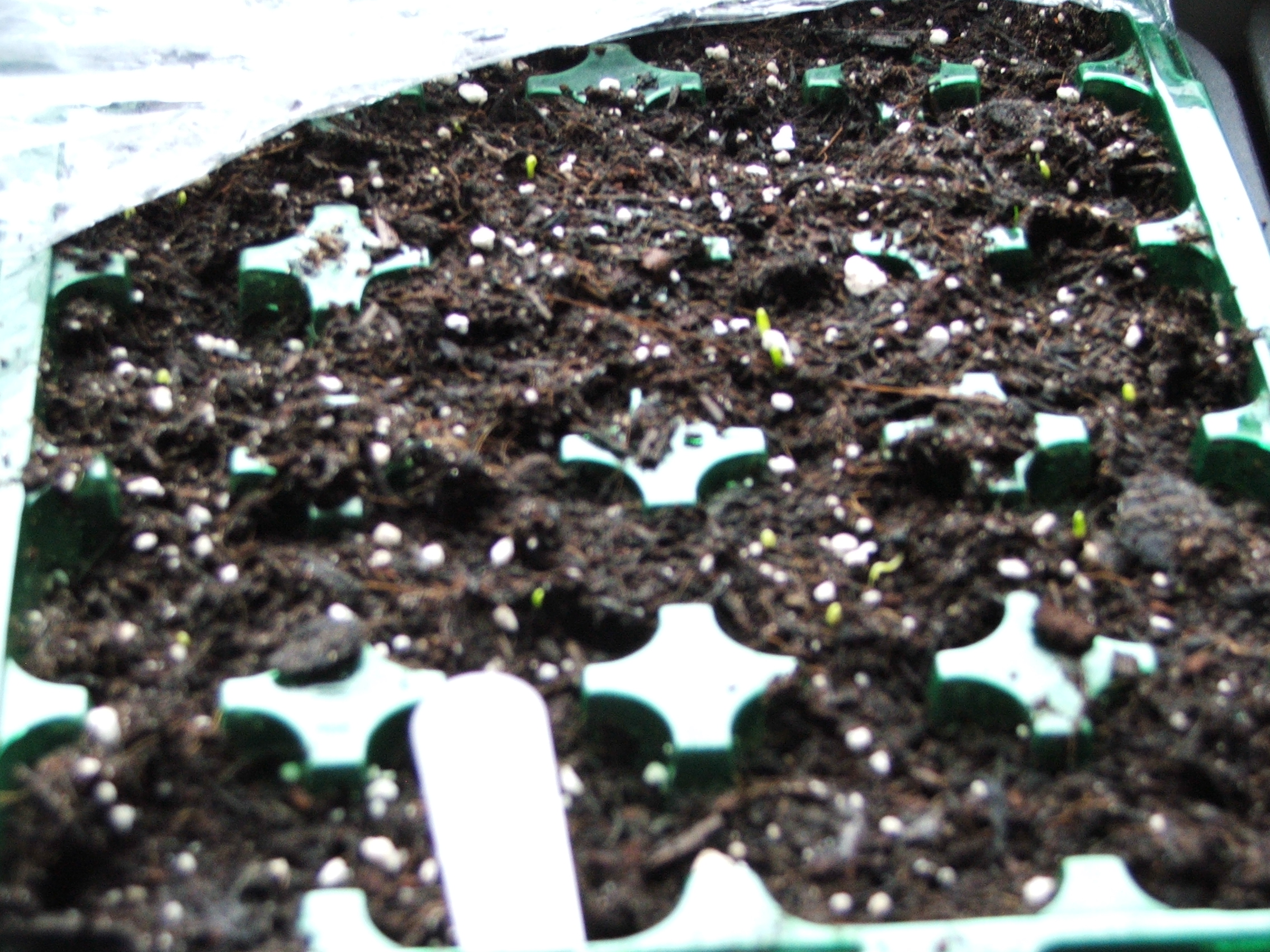 Do you need a heat mat to germinate seeds? No! Try this cheap and easy alternative instead