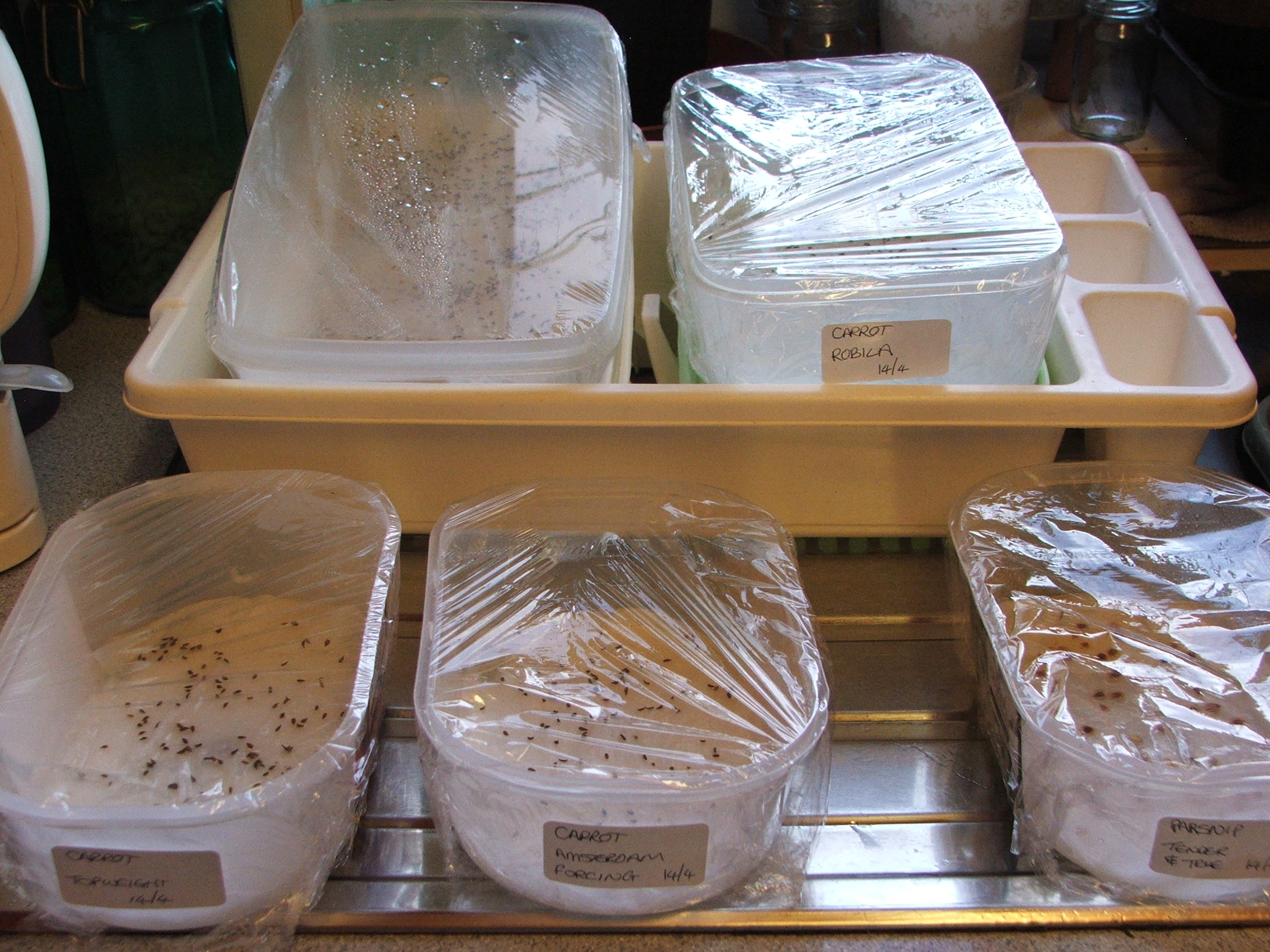 Trying a new method for carrot seeds