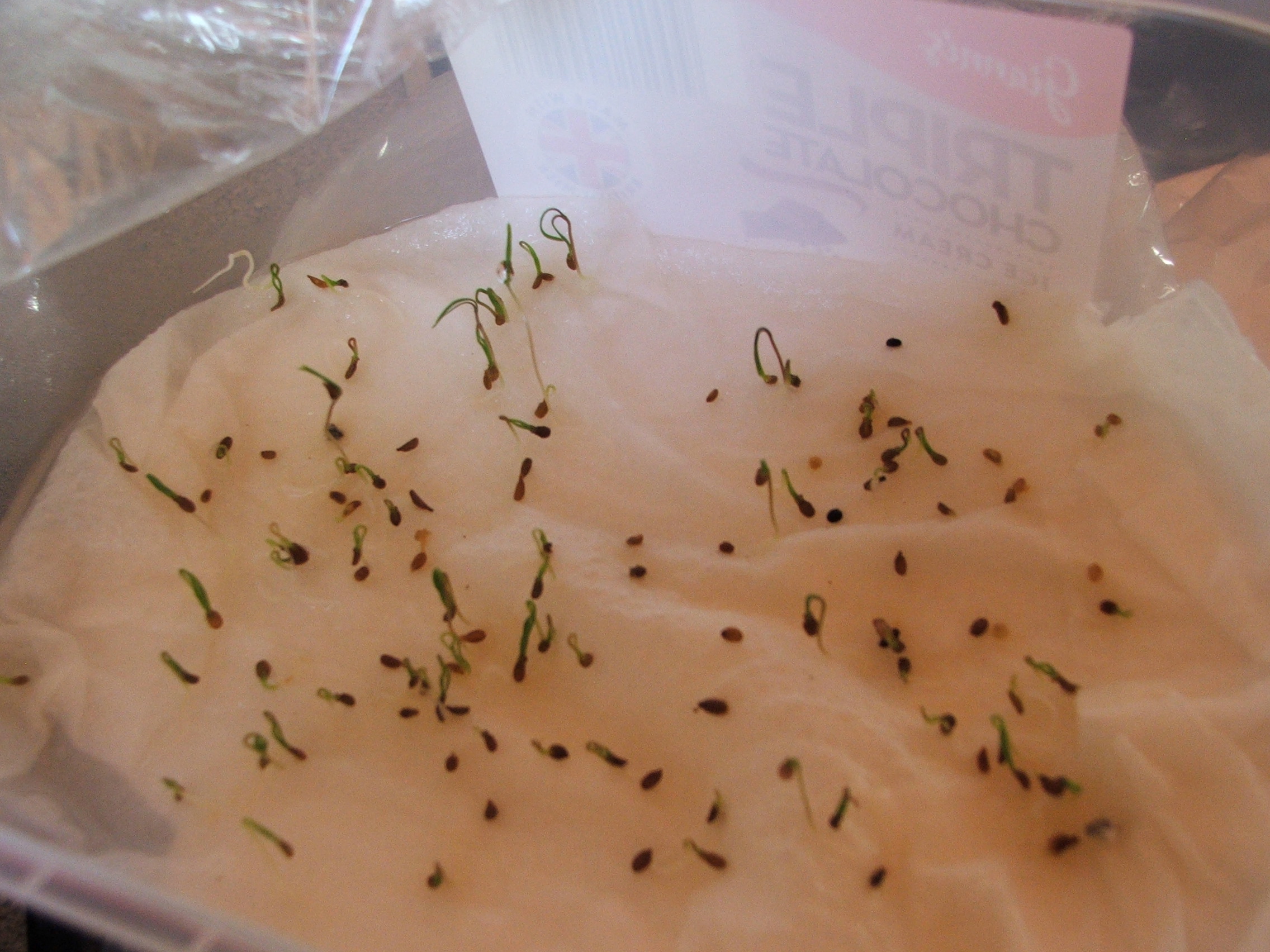 Carrot sowing with a difference!