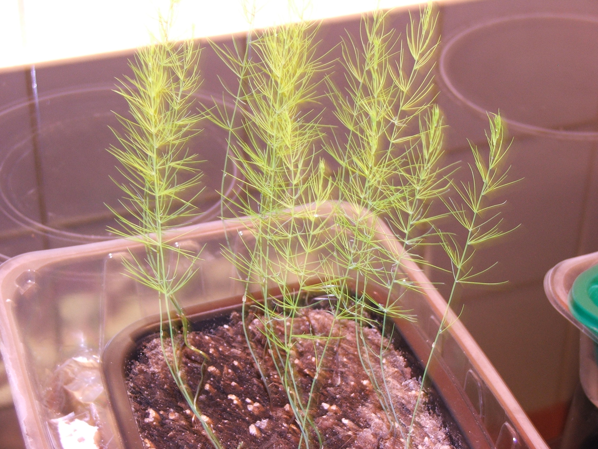 Growing Asparagus from Seed!