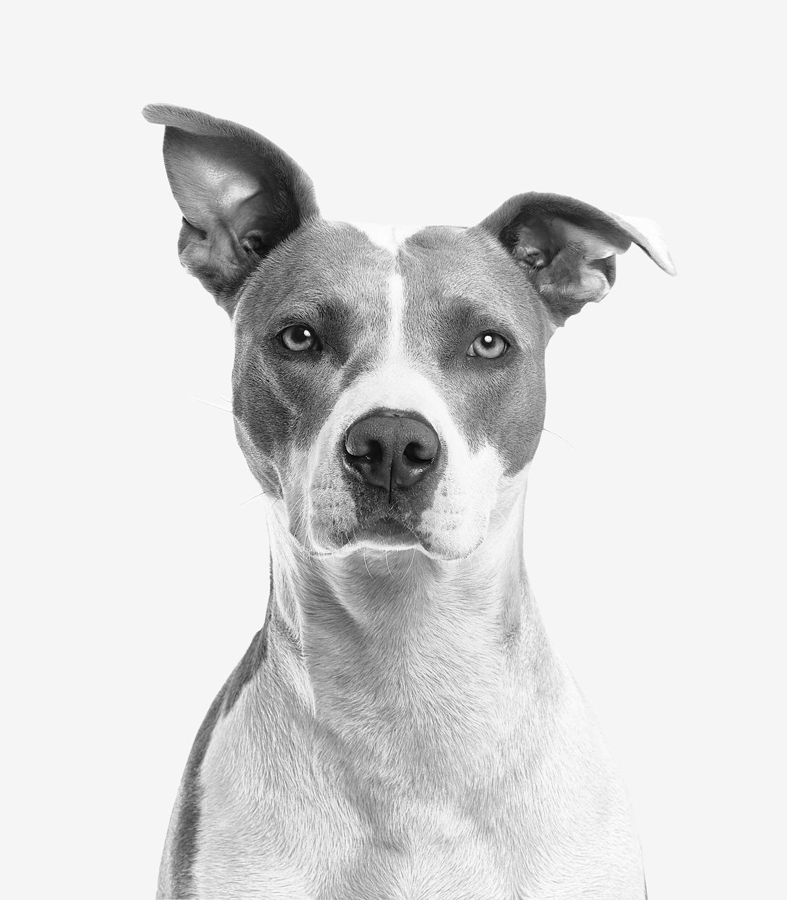 If you like dogs….