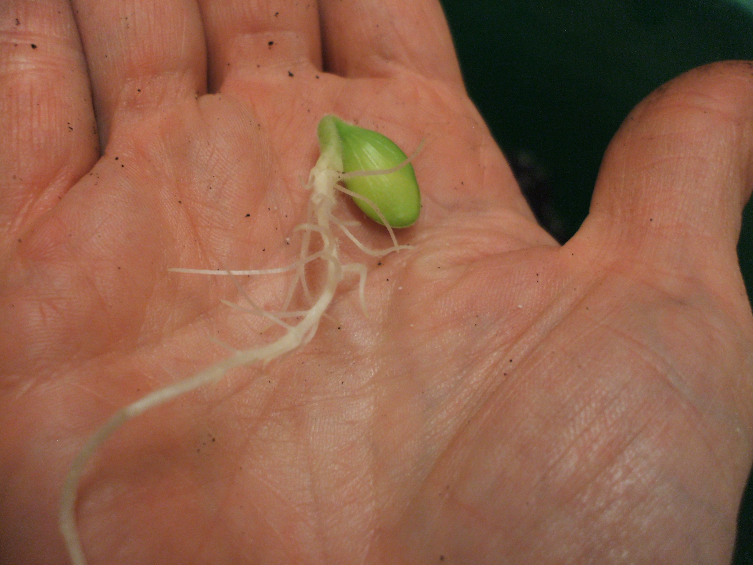 Save compost and time with this method for sowing larger seeds