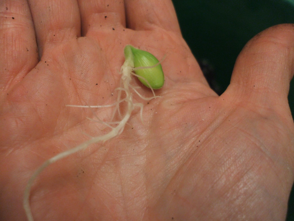 Save compost and time with this method for sowing larger seeds
