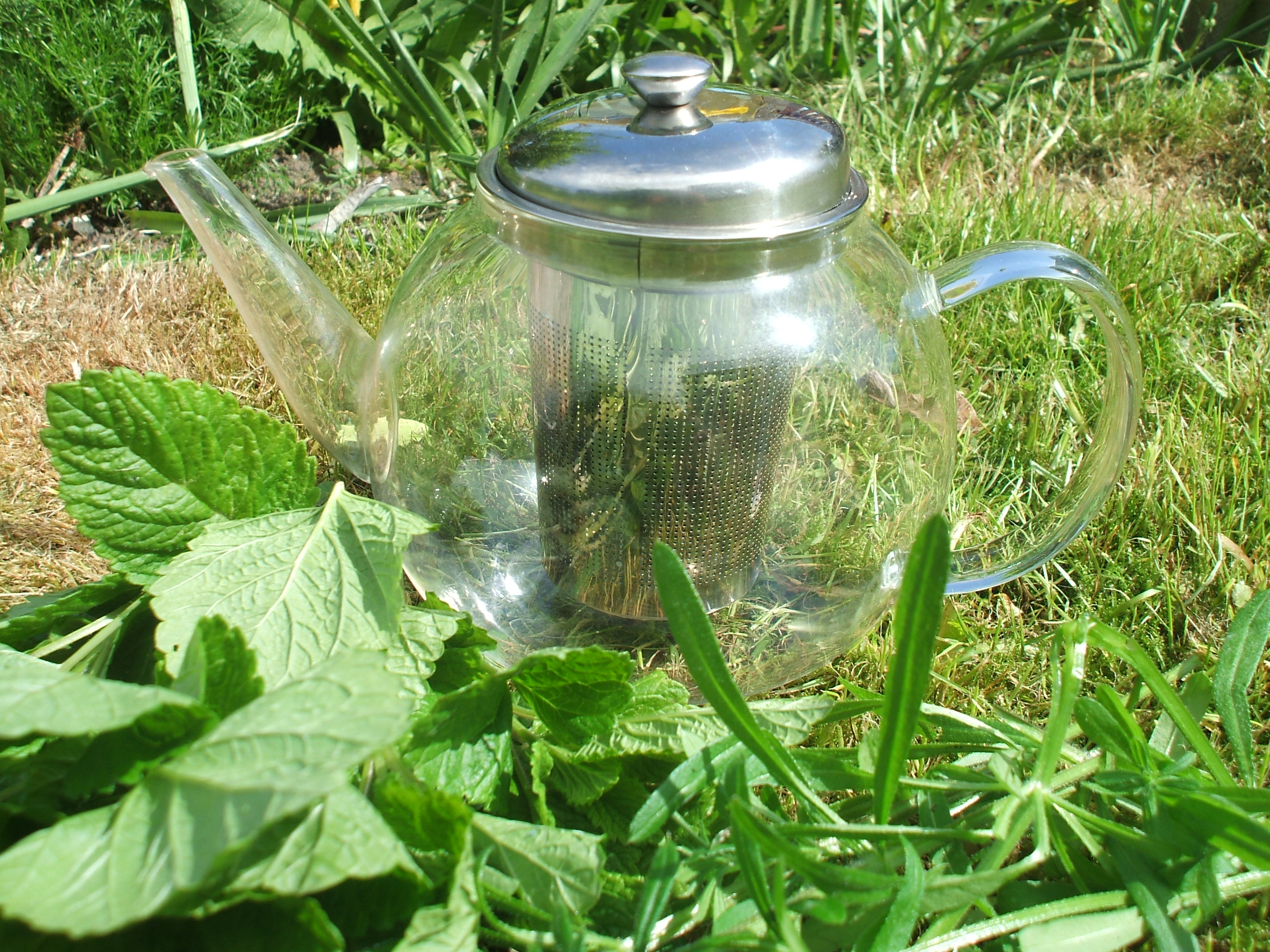 Making Herbal Teas – comparing methods
