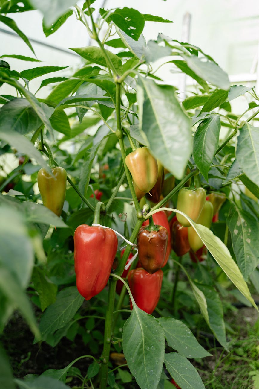 Electroculture Gardening – what is it and can it boost your harvest?