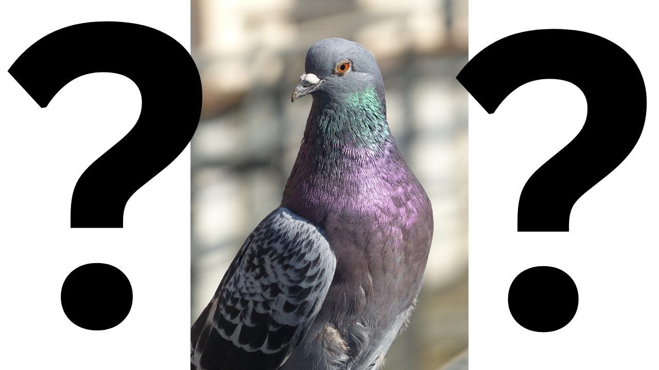 Sometimes garden birds are just weird!
