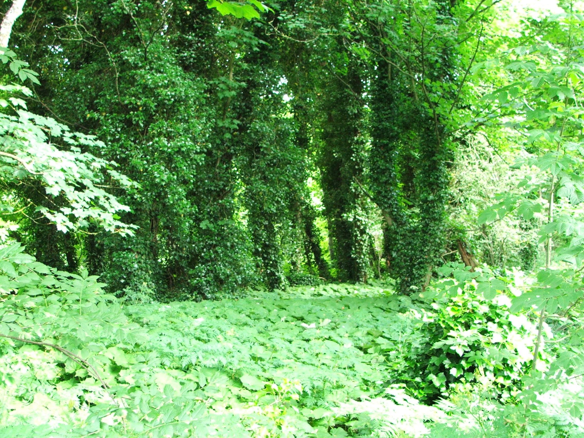 A Summer walk to feed my soul