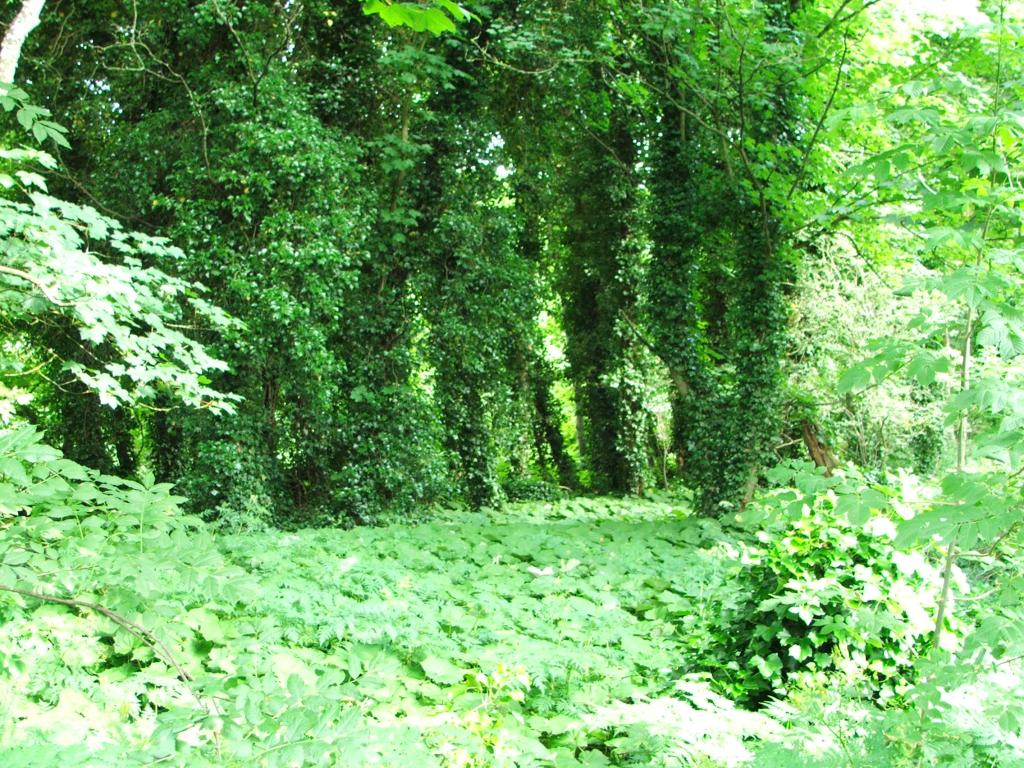 A Summer walk to feed my&nbsp;soul