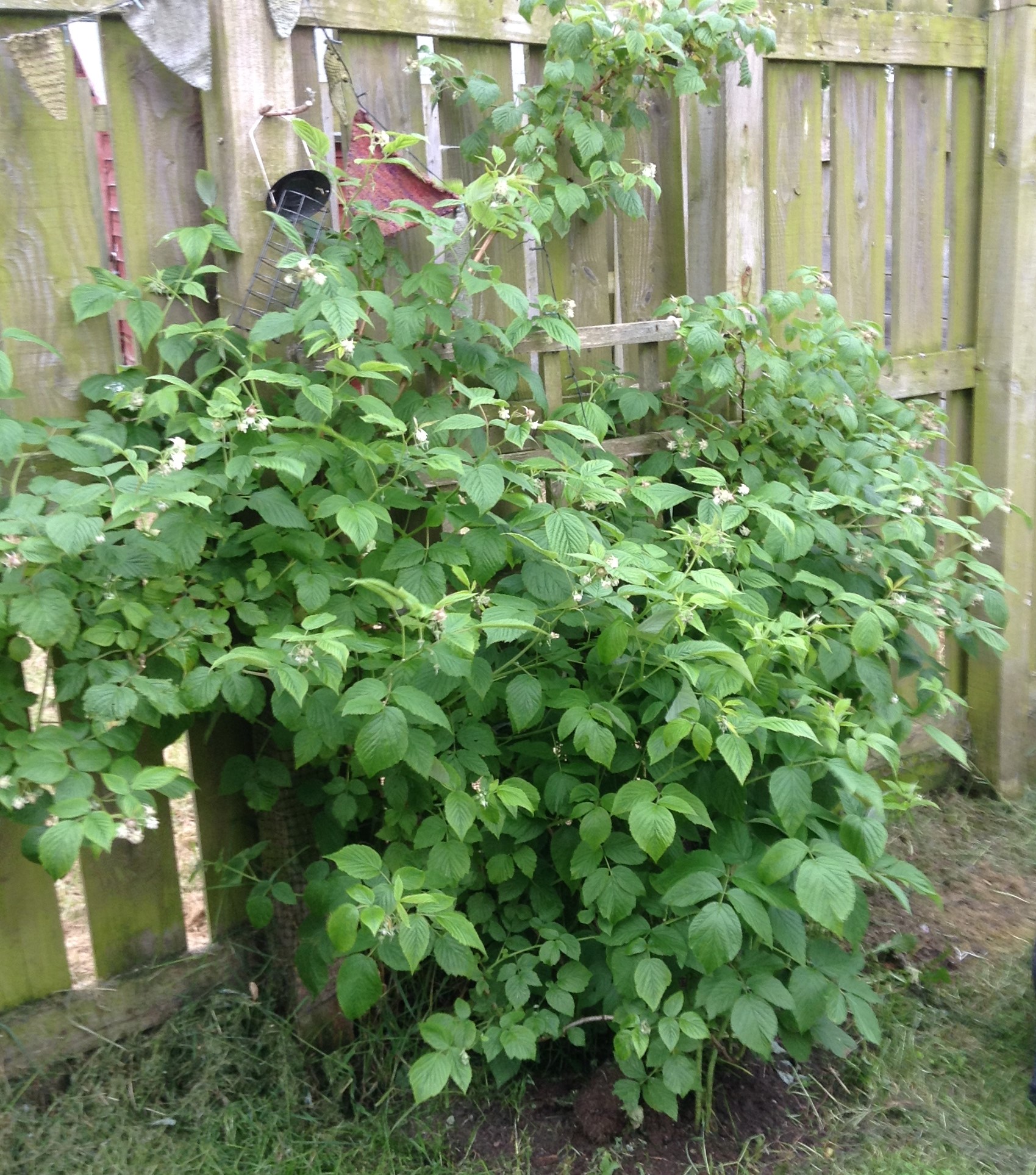A Weekend of Garden Work