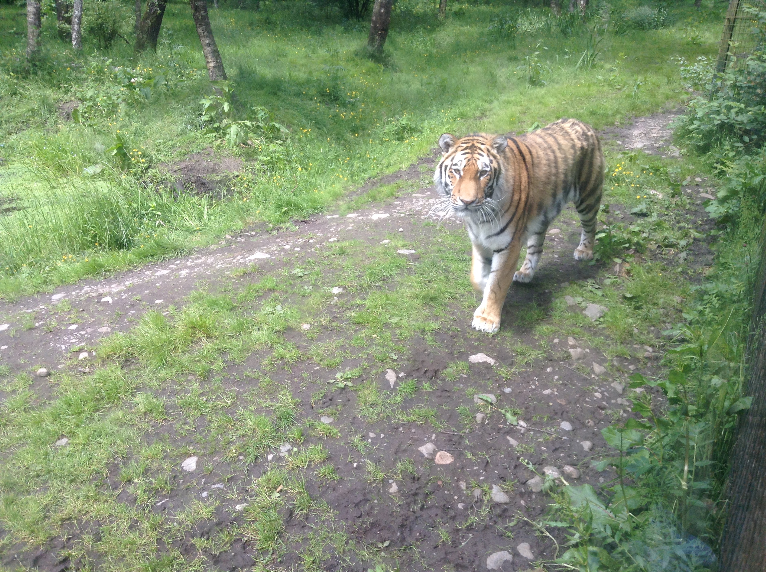 Wolves, Tigers and Bears….oh my!