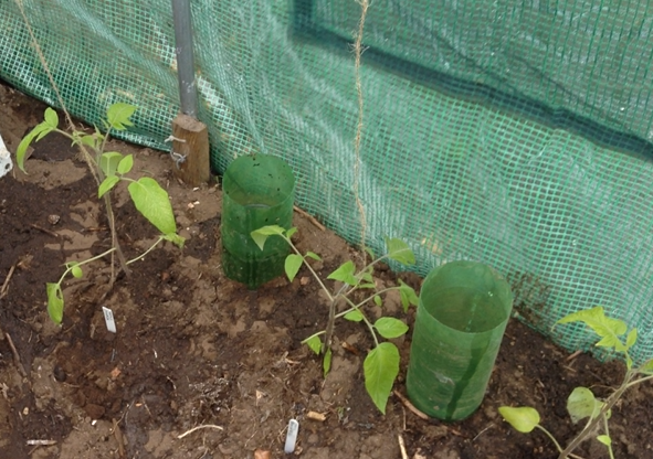 Finally transplanting tomatoes and cucumbers into polytunnel
