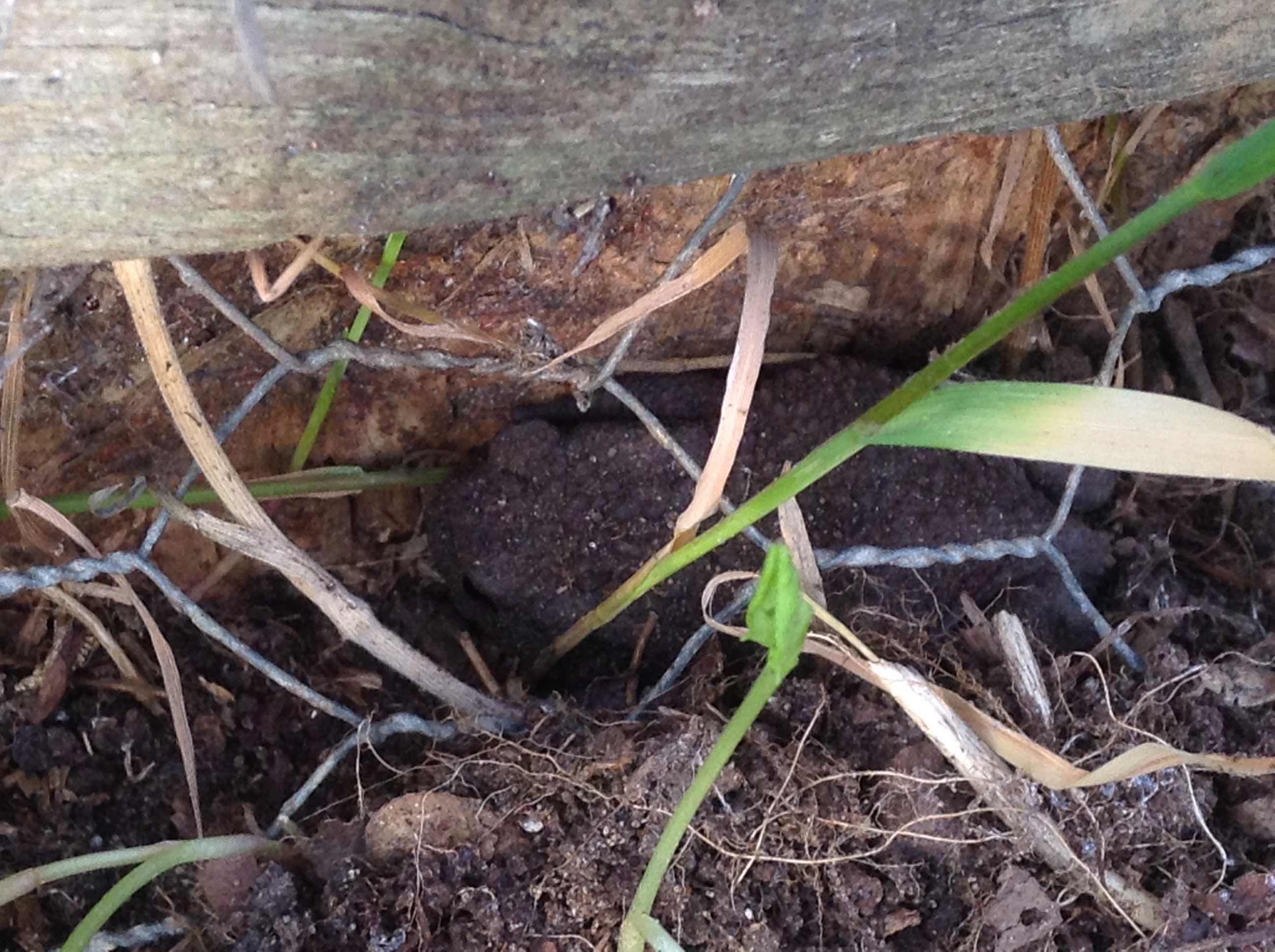 We have a toad – and I’m too excited about it