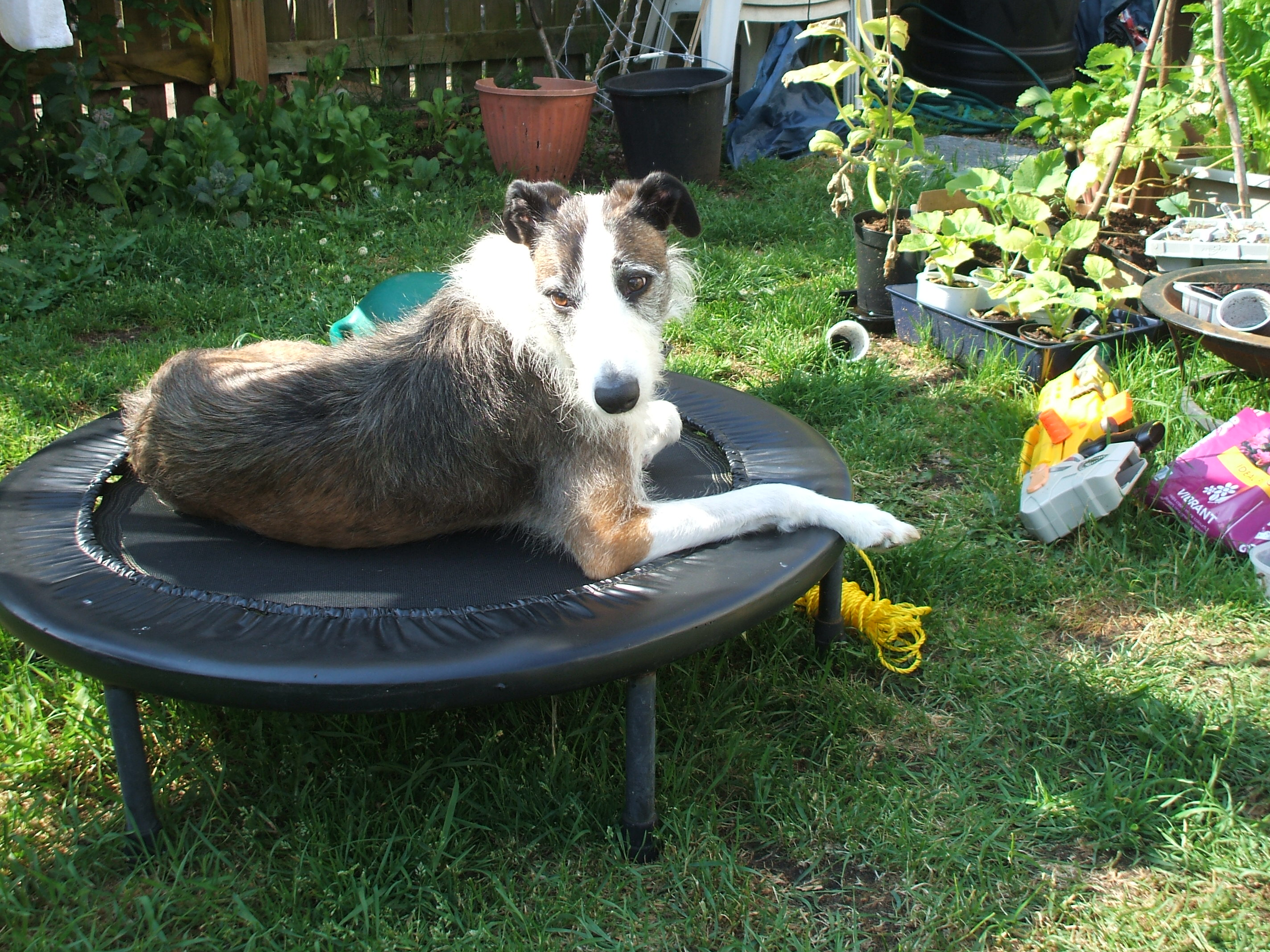 If you have a dog – do you ever let him choose the walk route?