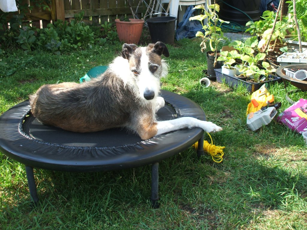 If you have a dog – do you ever let him choose the walk route?