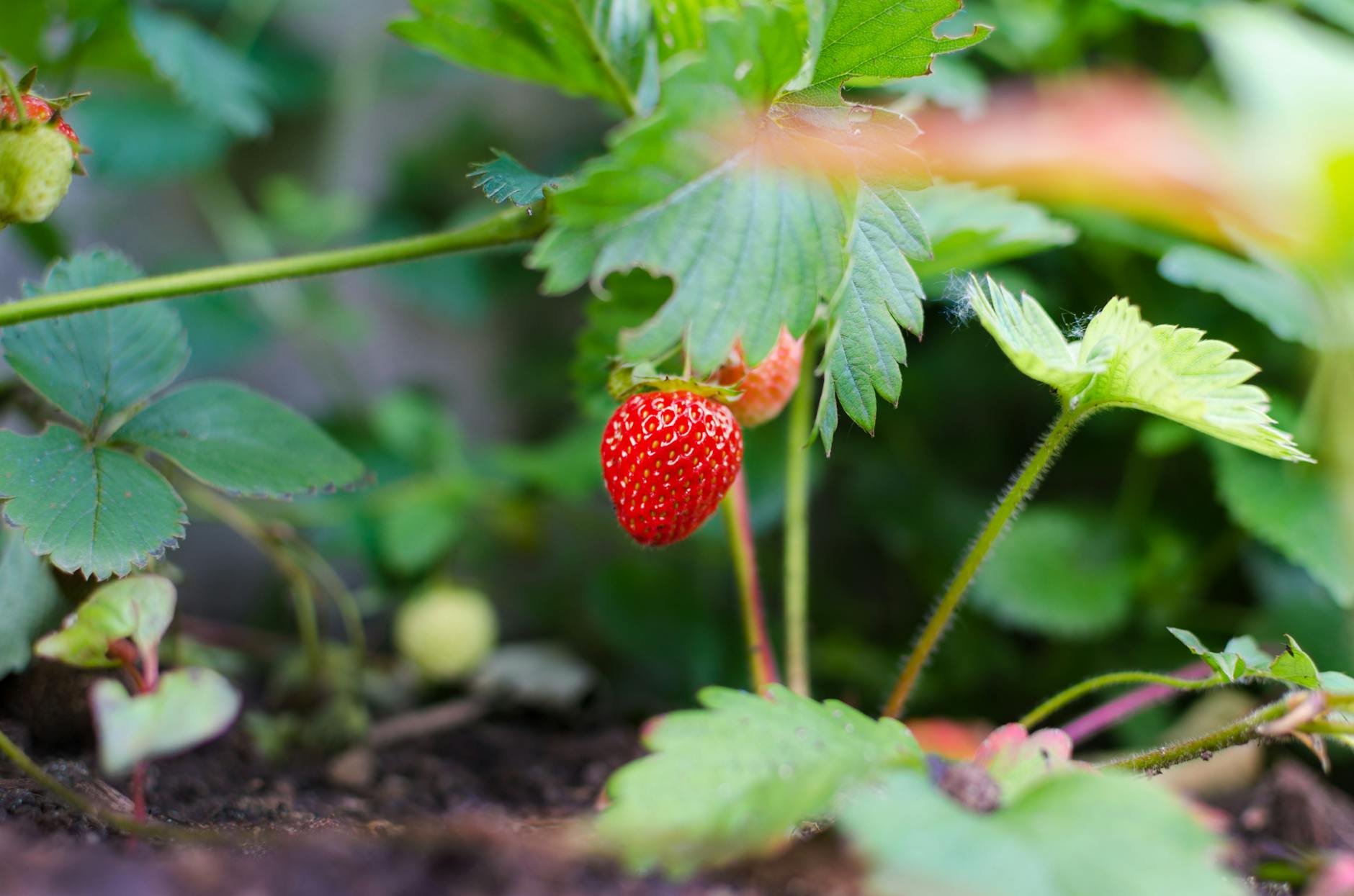 Online Homesteading Bundle for 2024
