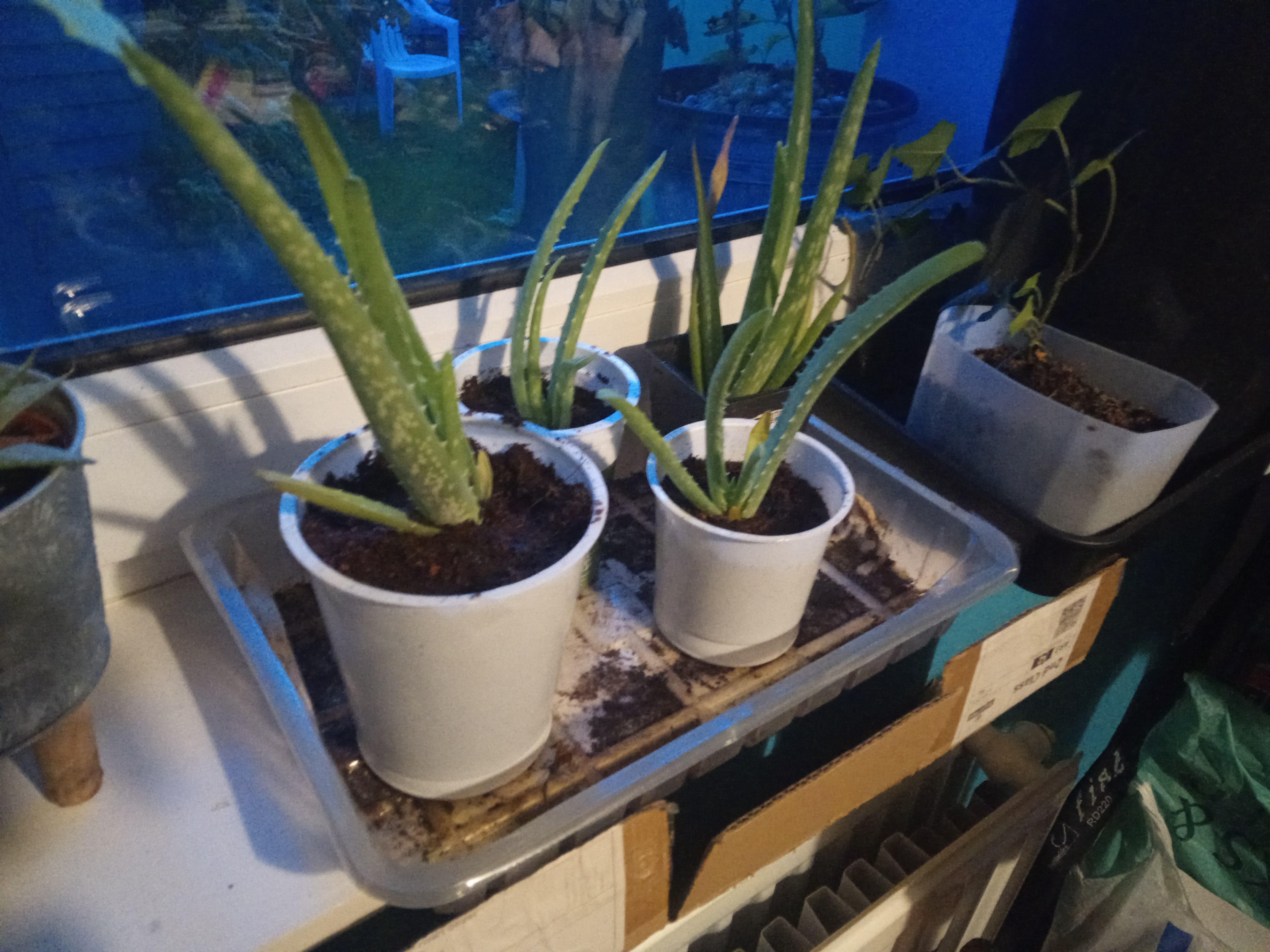 Propagating my aloe vera – maybe just in the nick of time
