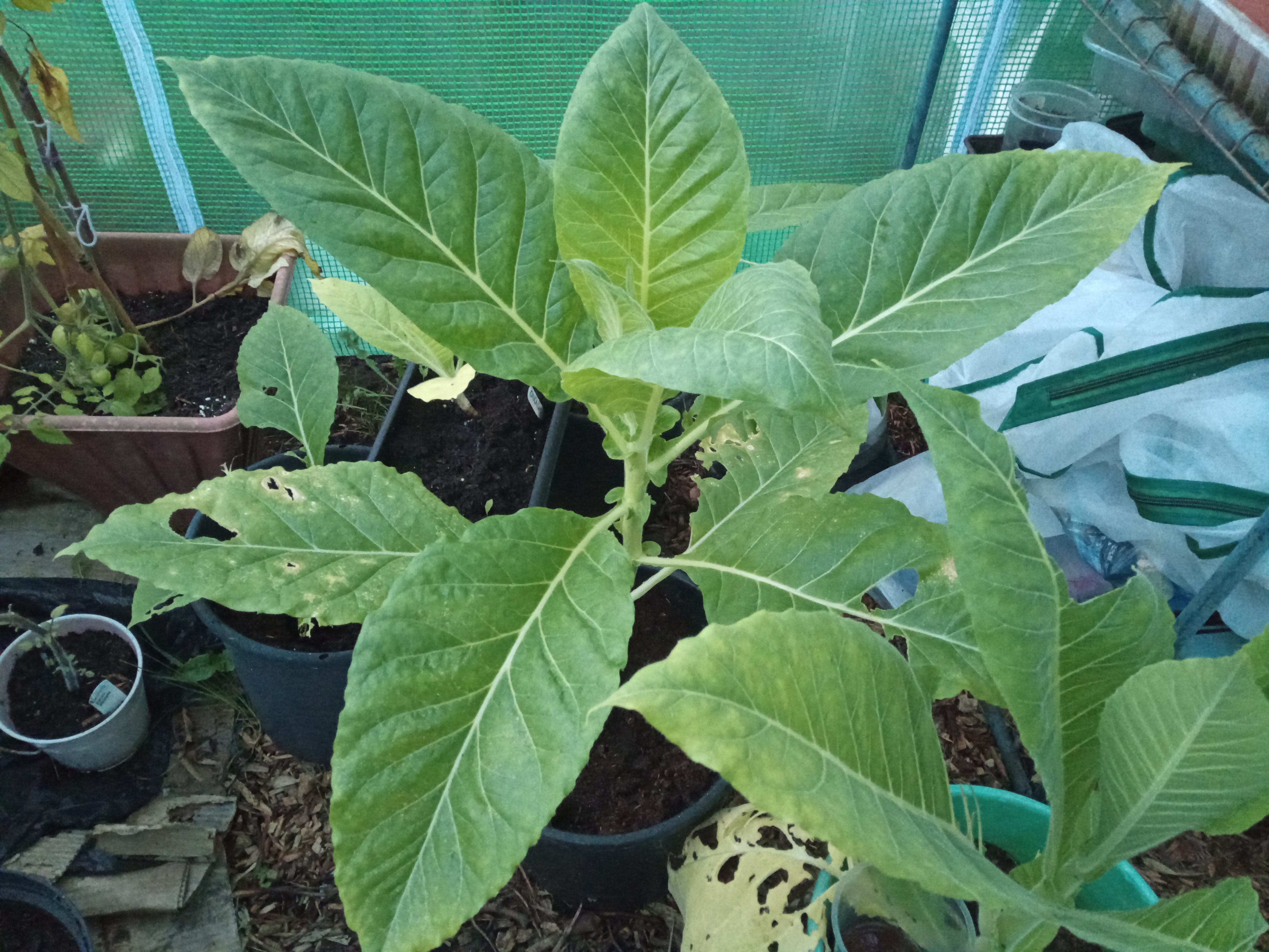 Growing tobacco in Scotland
