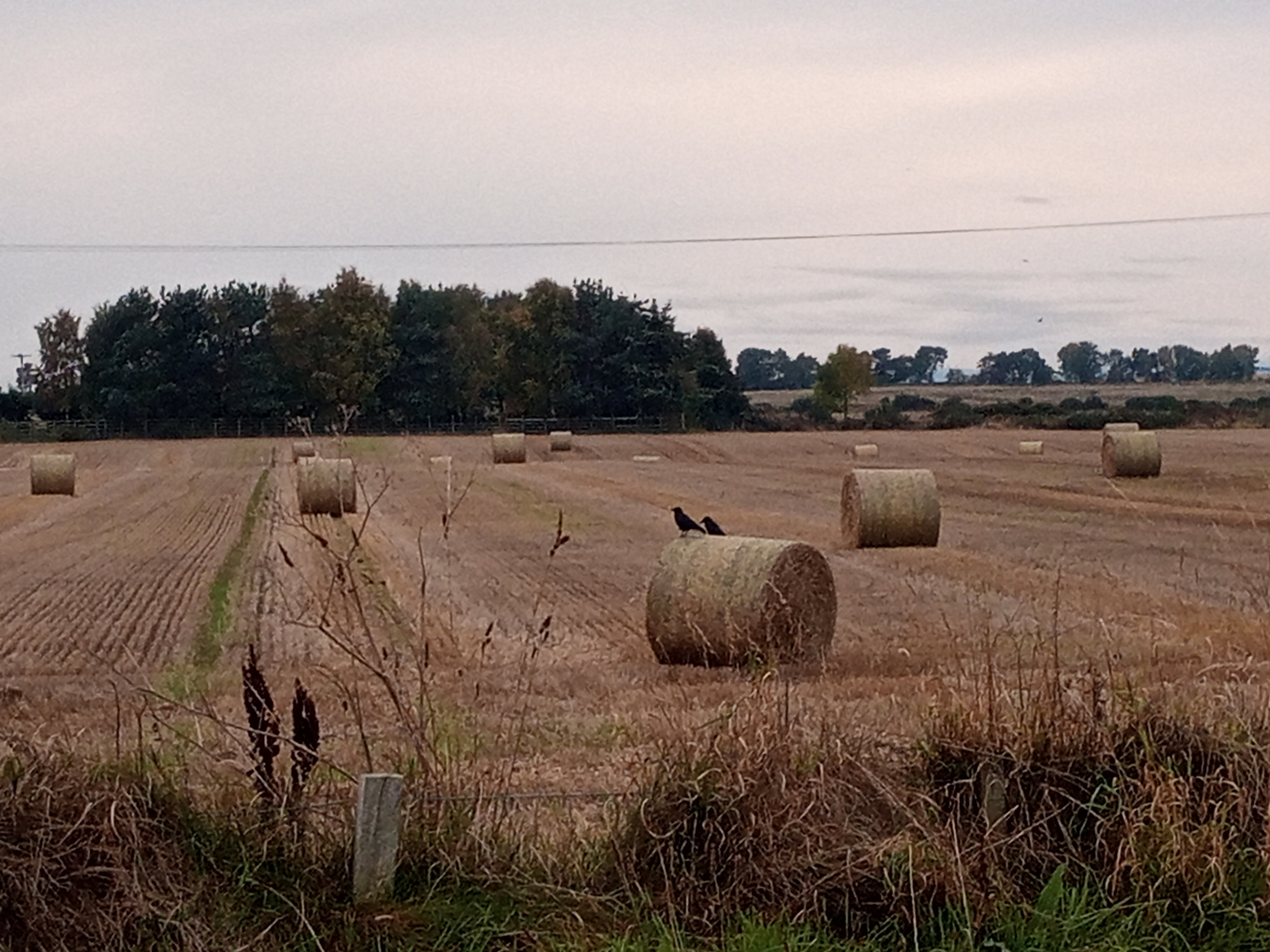 2 Plot visits: Potatoes, Pheasant Drama and Prepping for Winter