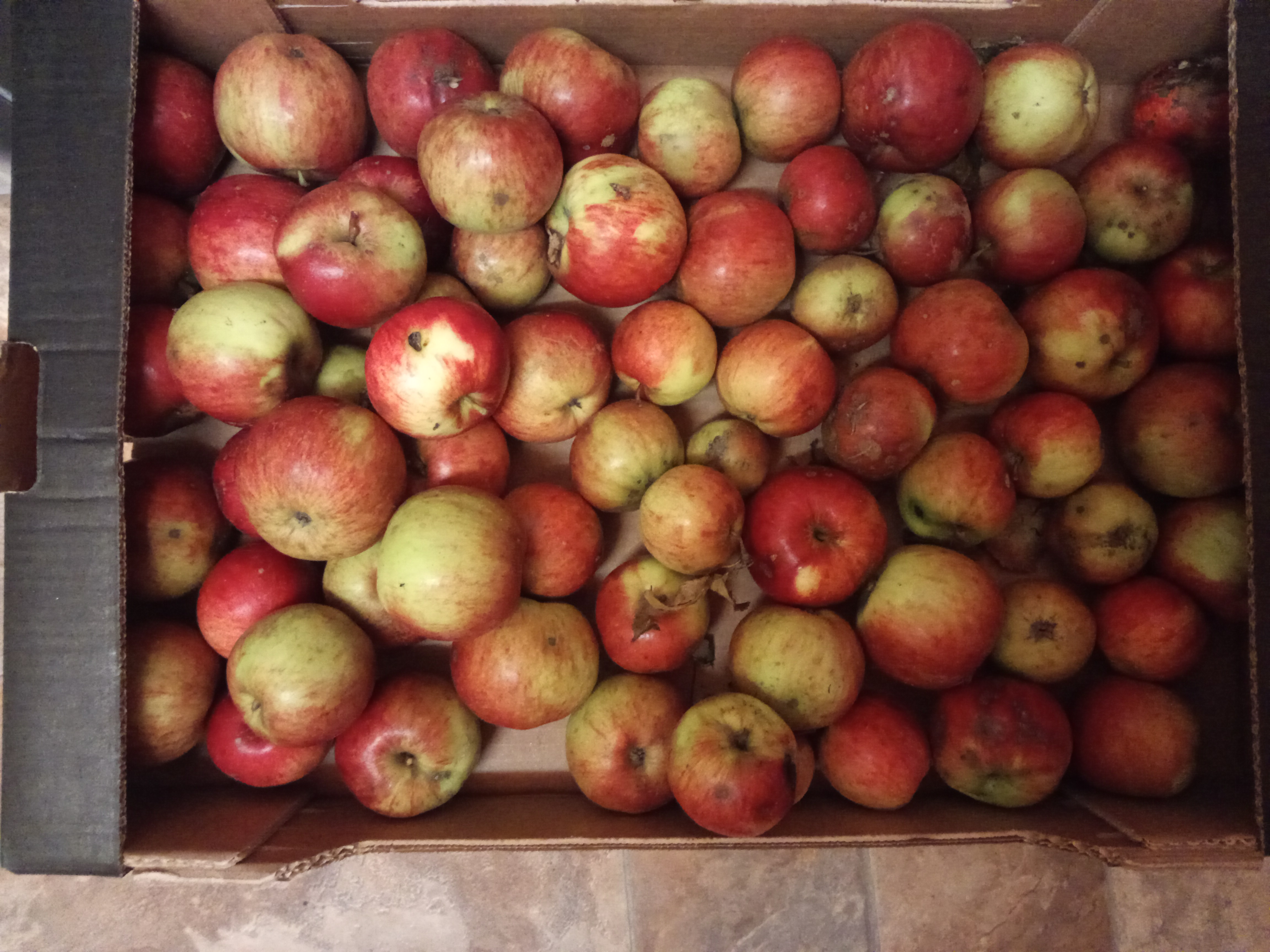 Apples