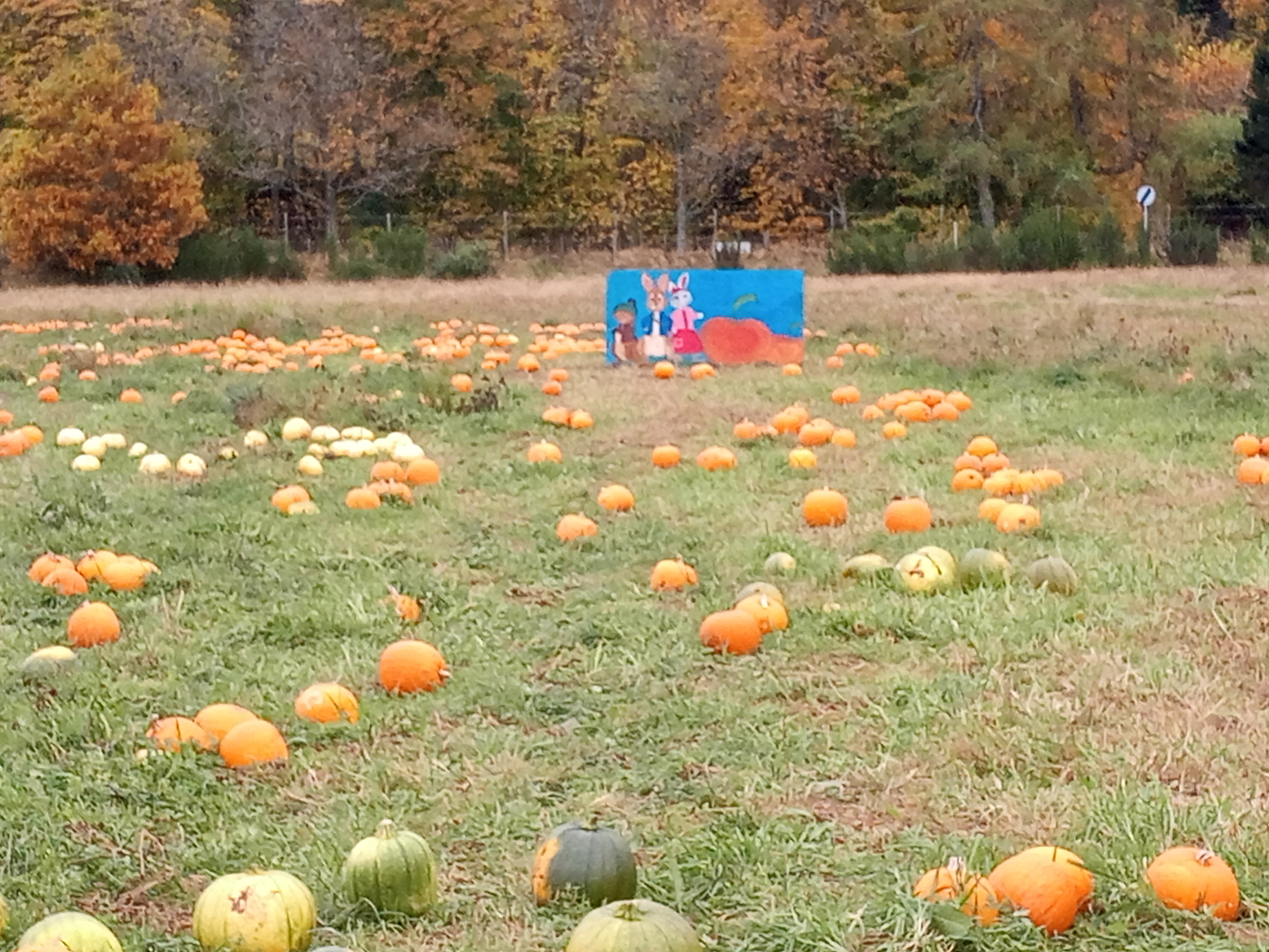 Underwhelmed by our pumpkin picking adventure