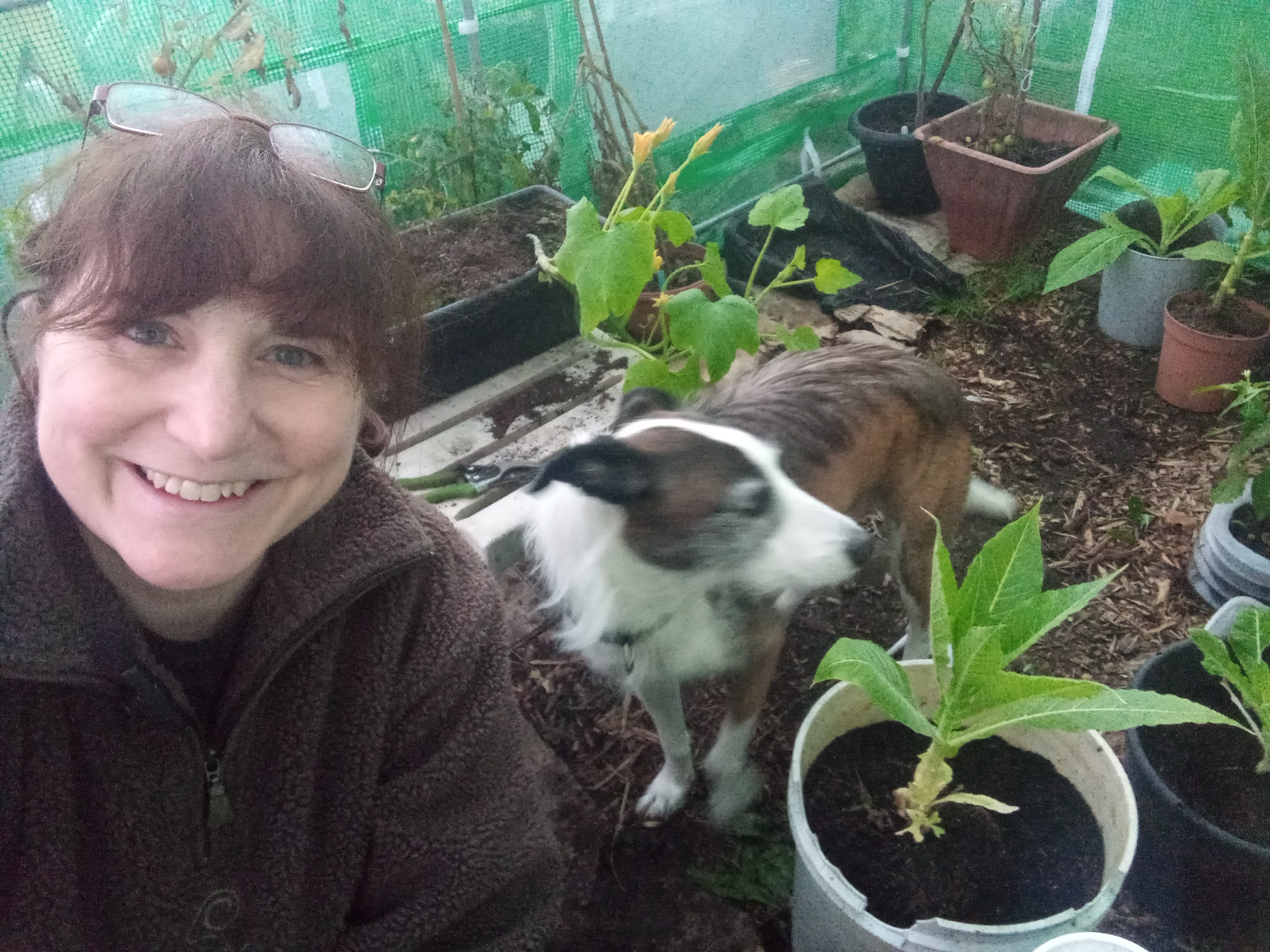 Getting the garden polytunnel ready for Winter