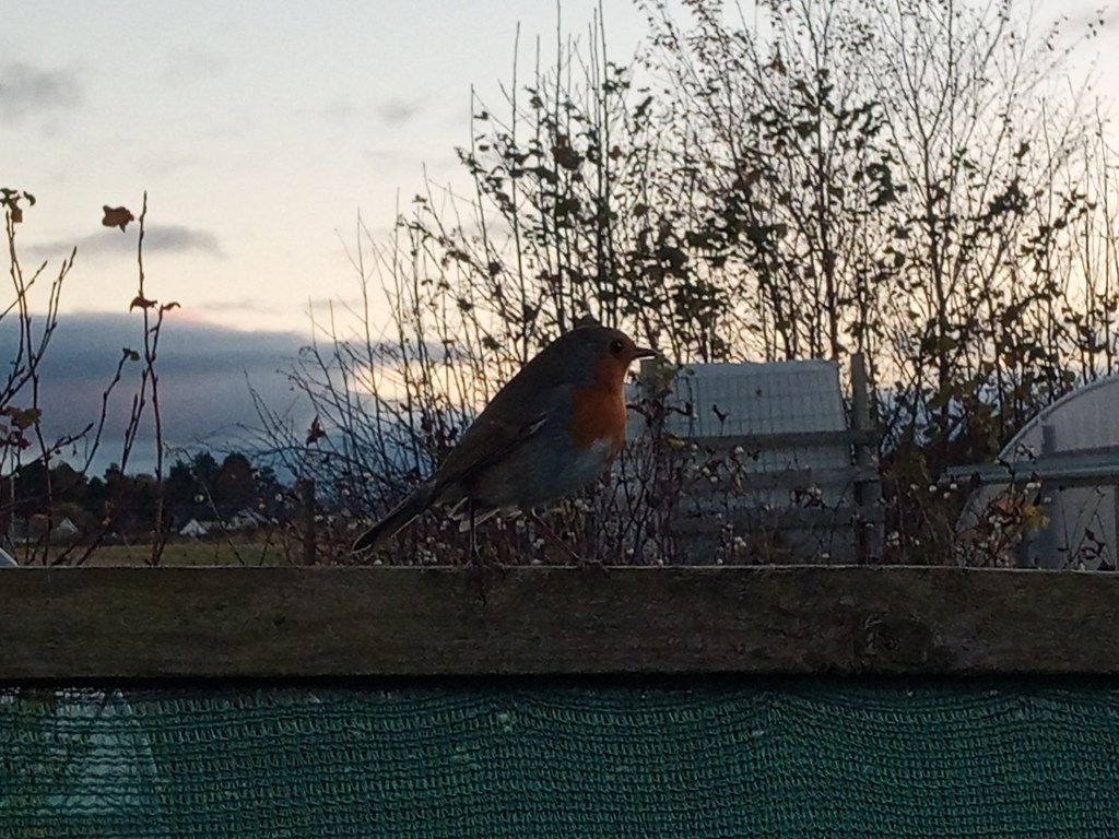 Tick this allotment job off the&nbsp;list!