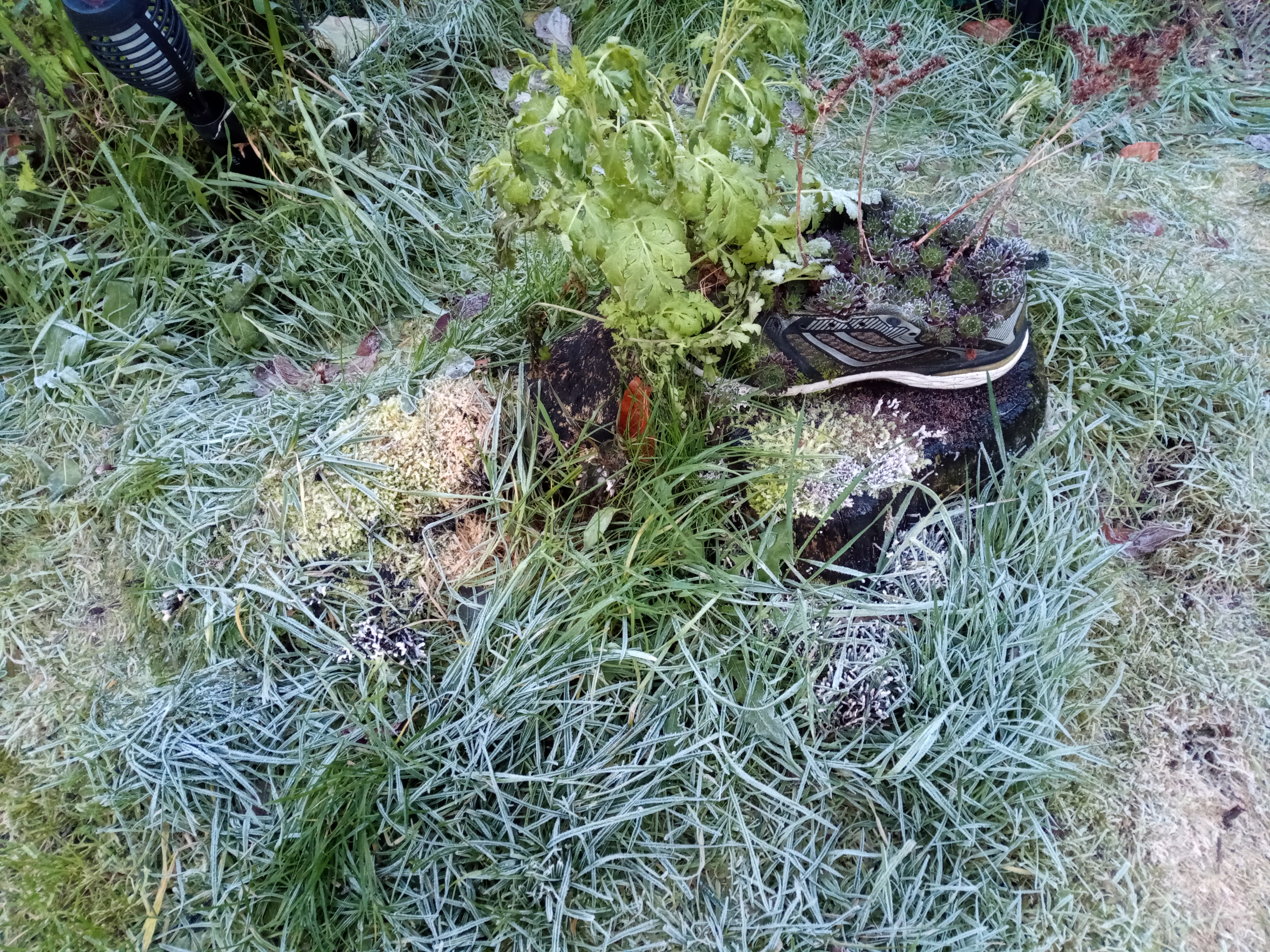 One Frosty Morning