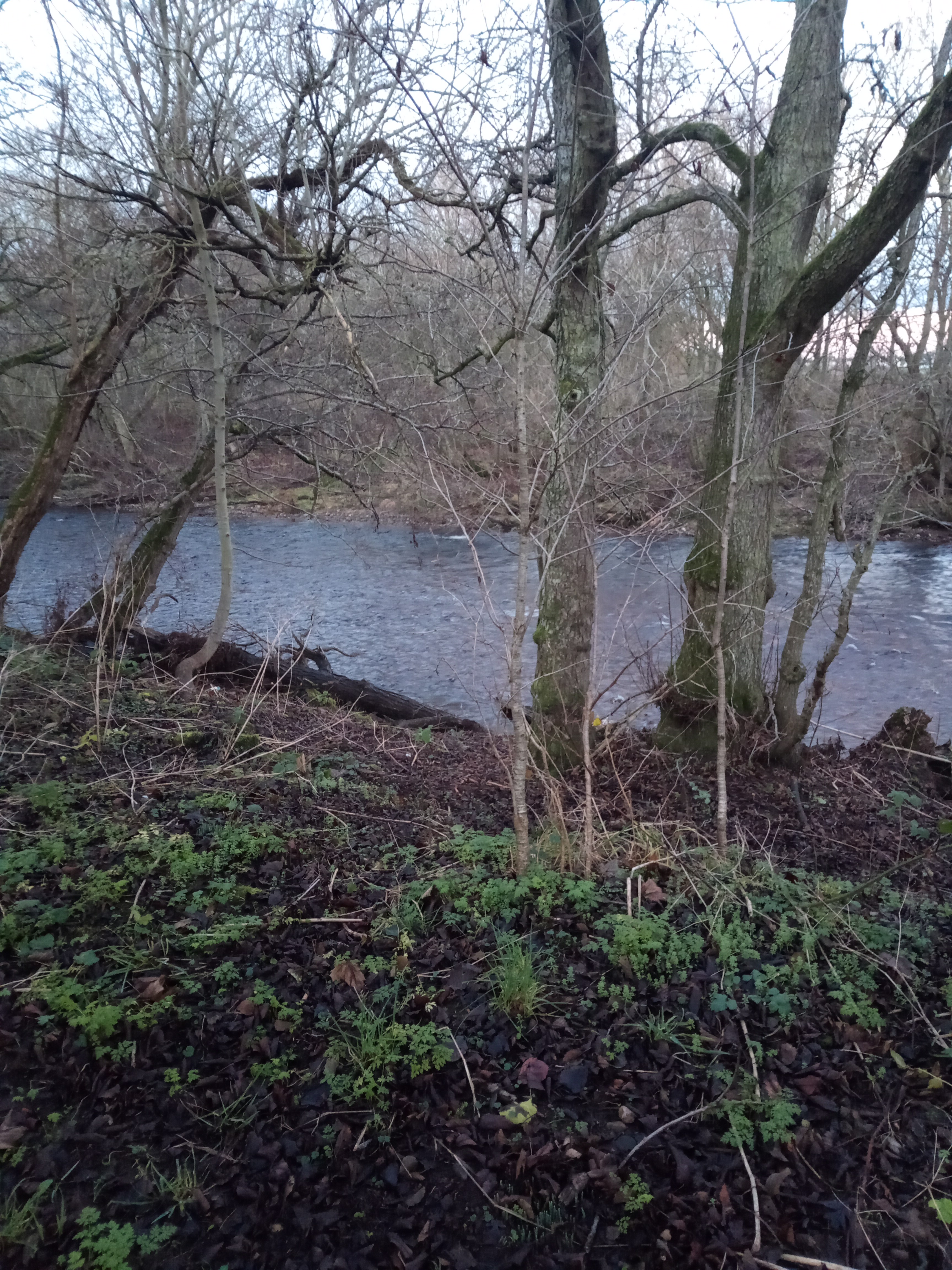 A Woodland Walk