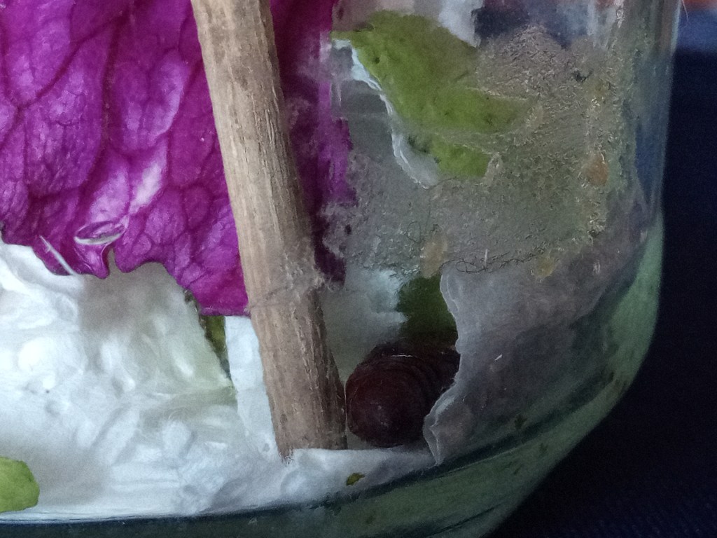 Babysitting a caterpillar!