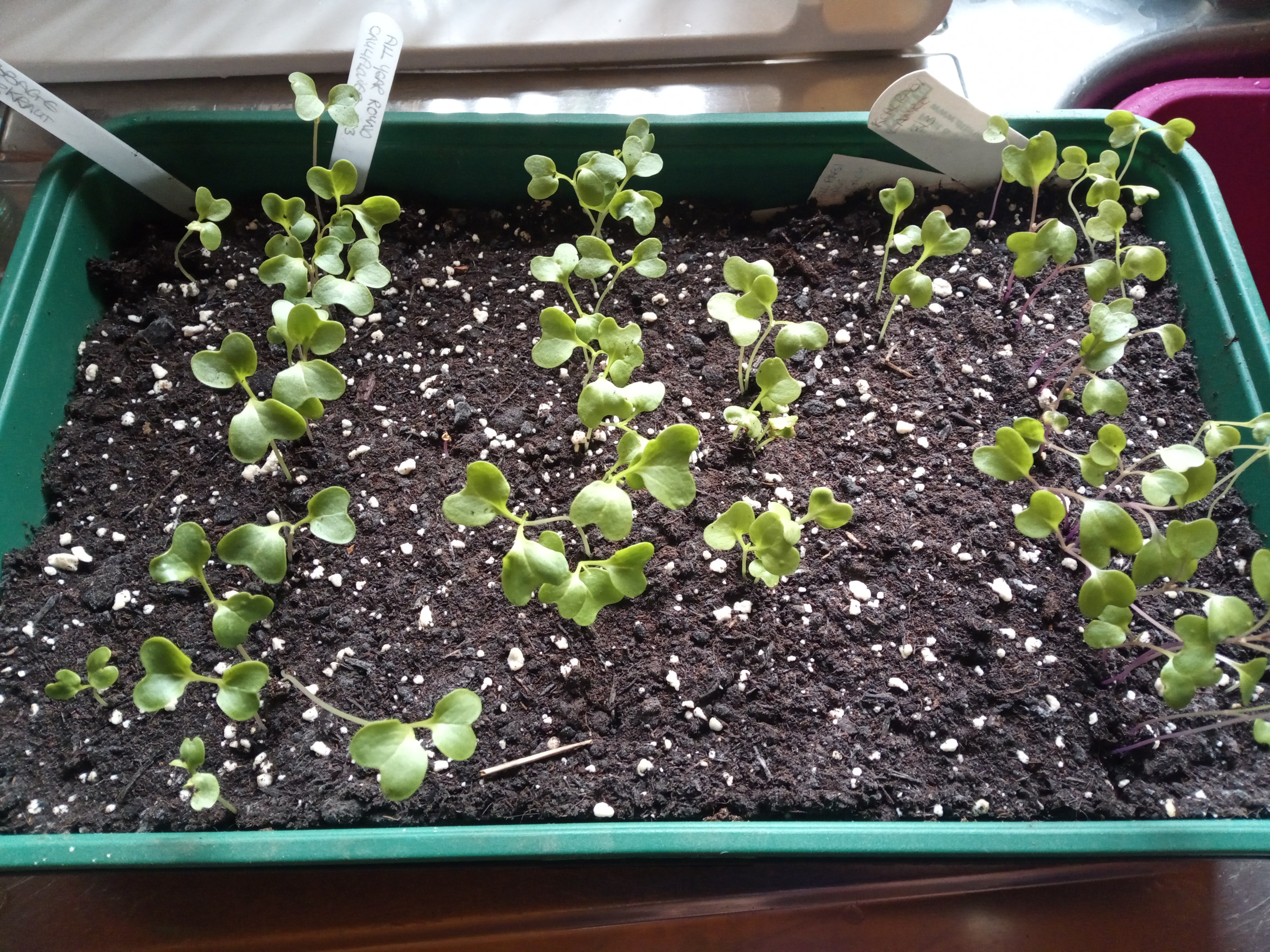 Seeds!