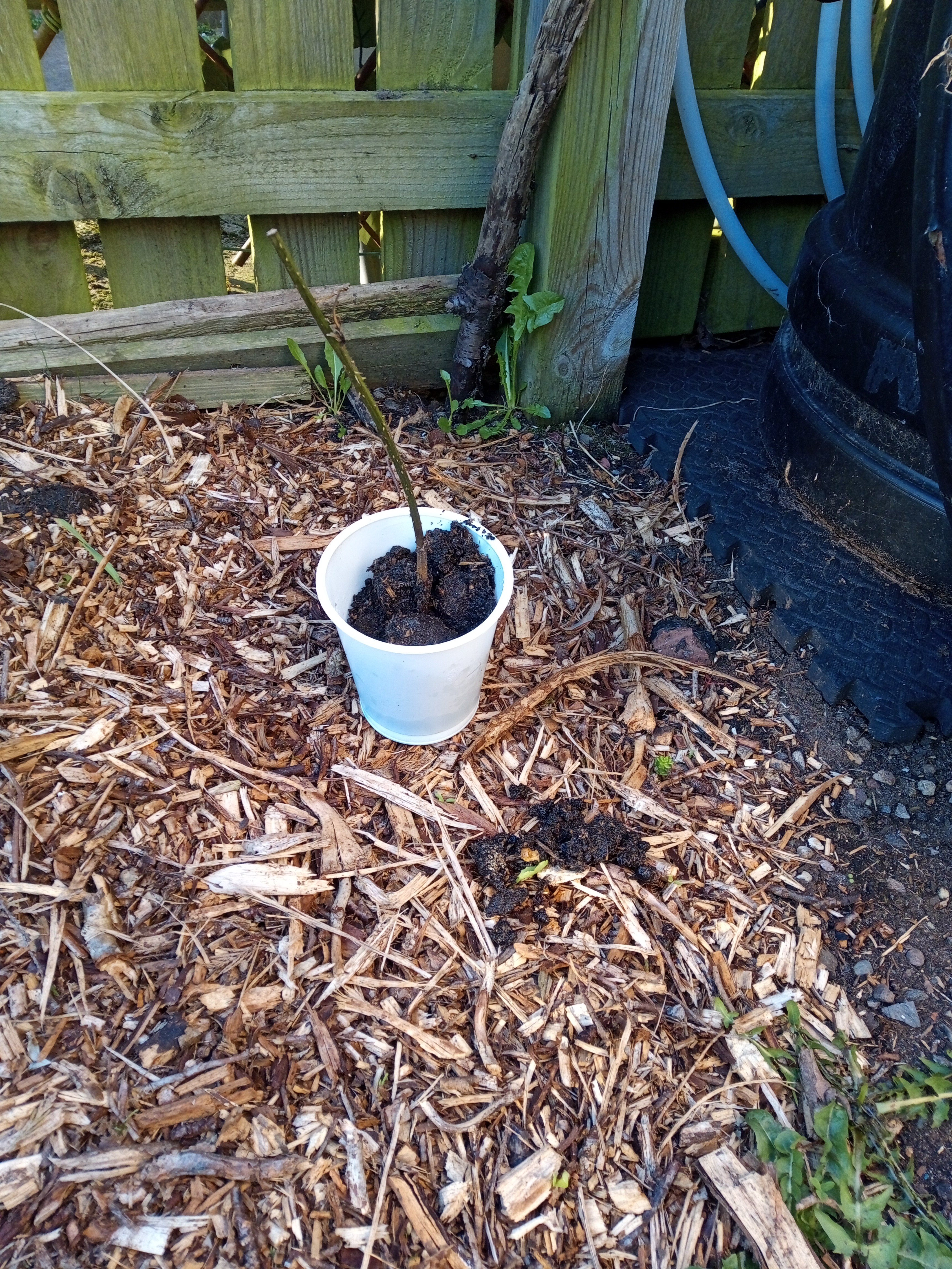 Teeth pulling to garden gratification