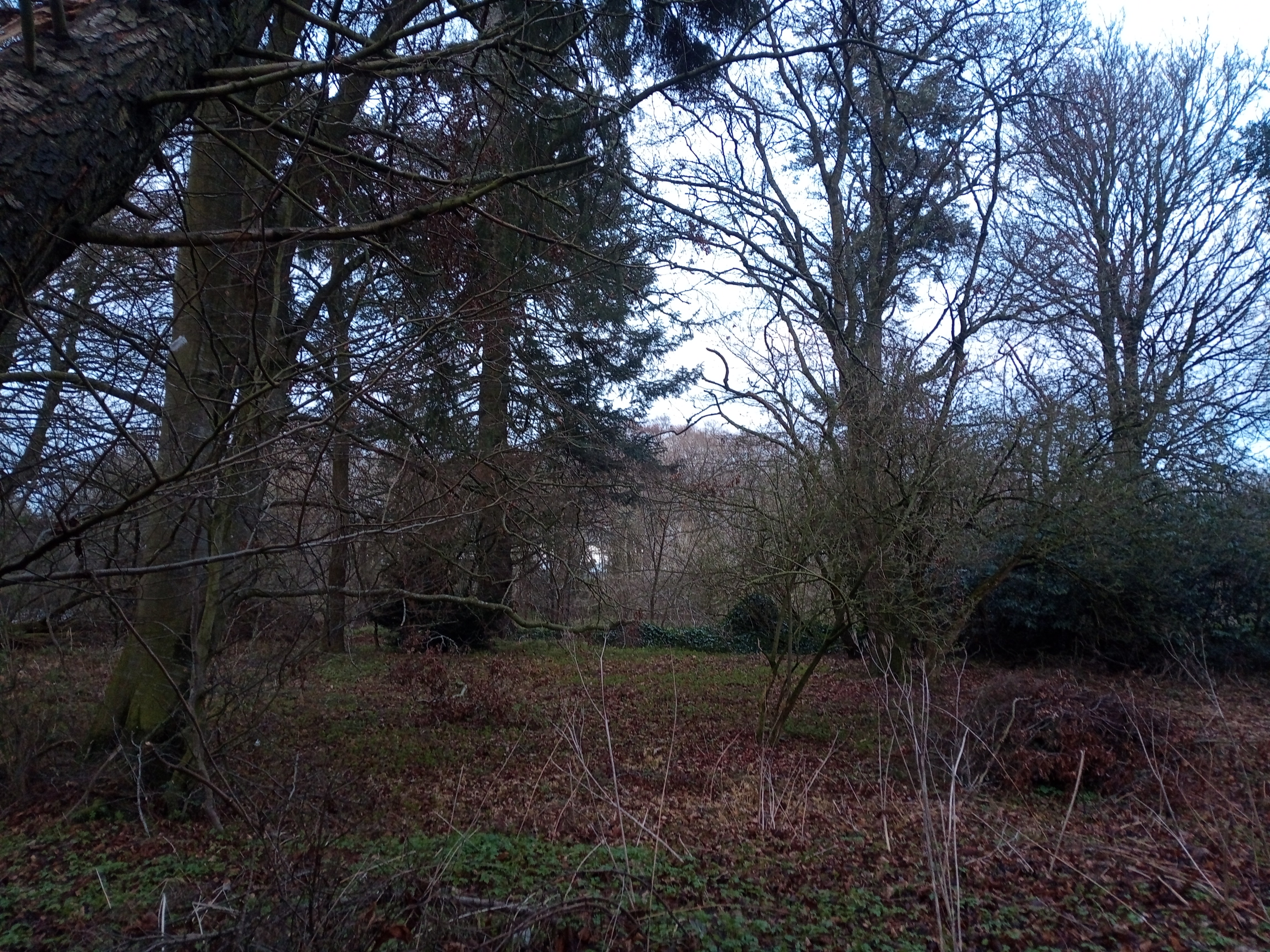 A Spring Walk in the Woods
