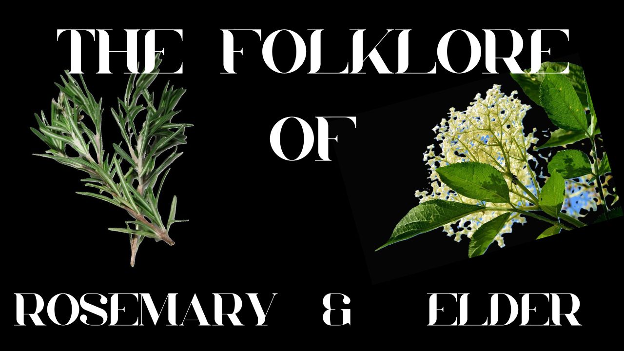 S9 Ep 1 The Curious Folklore of Rosemary & Elder! (Including video version)