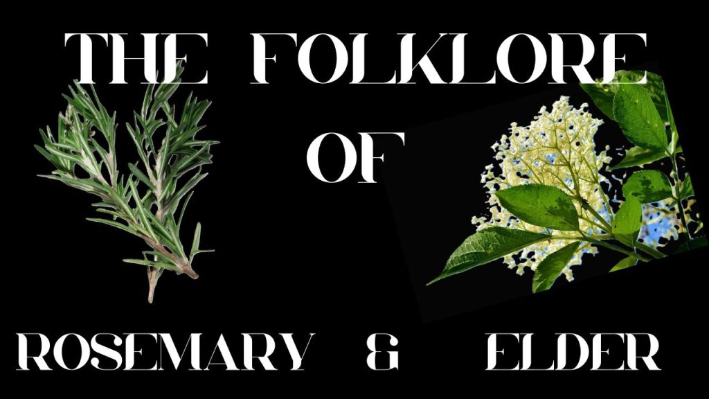 S9 Ep 1 The Curious Folklore of Rosemary & Elder! (Including video&nbsp;version)