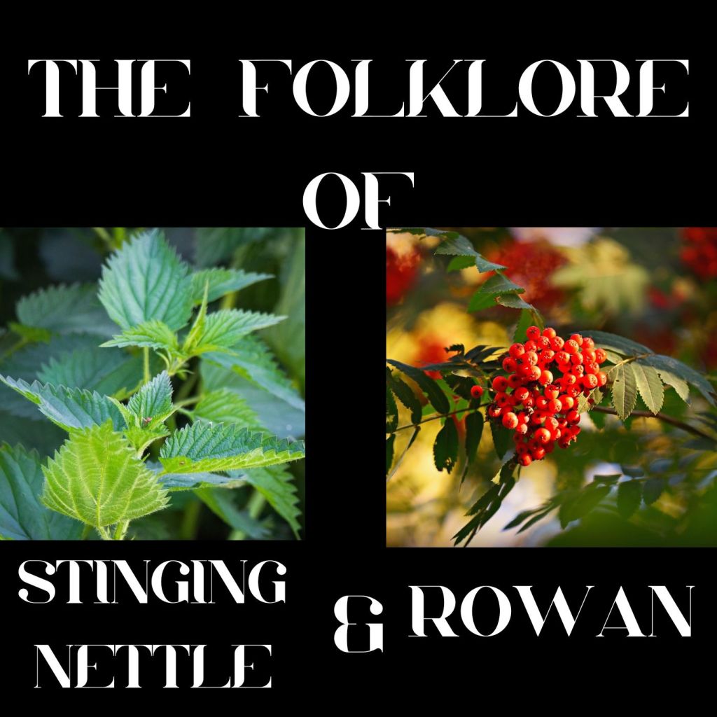 S9 Ep 2 The Magic of Nettle and Rowan  Folklore, Healing, and&nbsp;Mystery