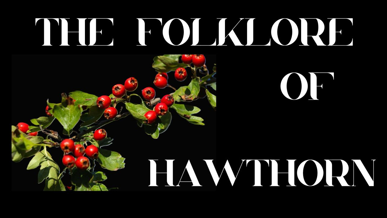 S9 Ep 3 Hawthorn’s History: Folklore, Myths & Magic