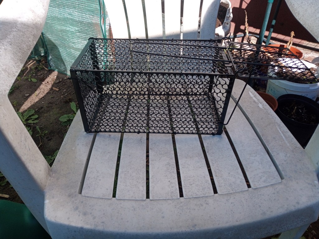 Rat Traps &&nbsp;Tomatoes