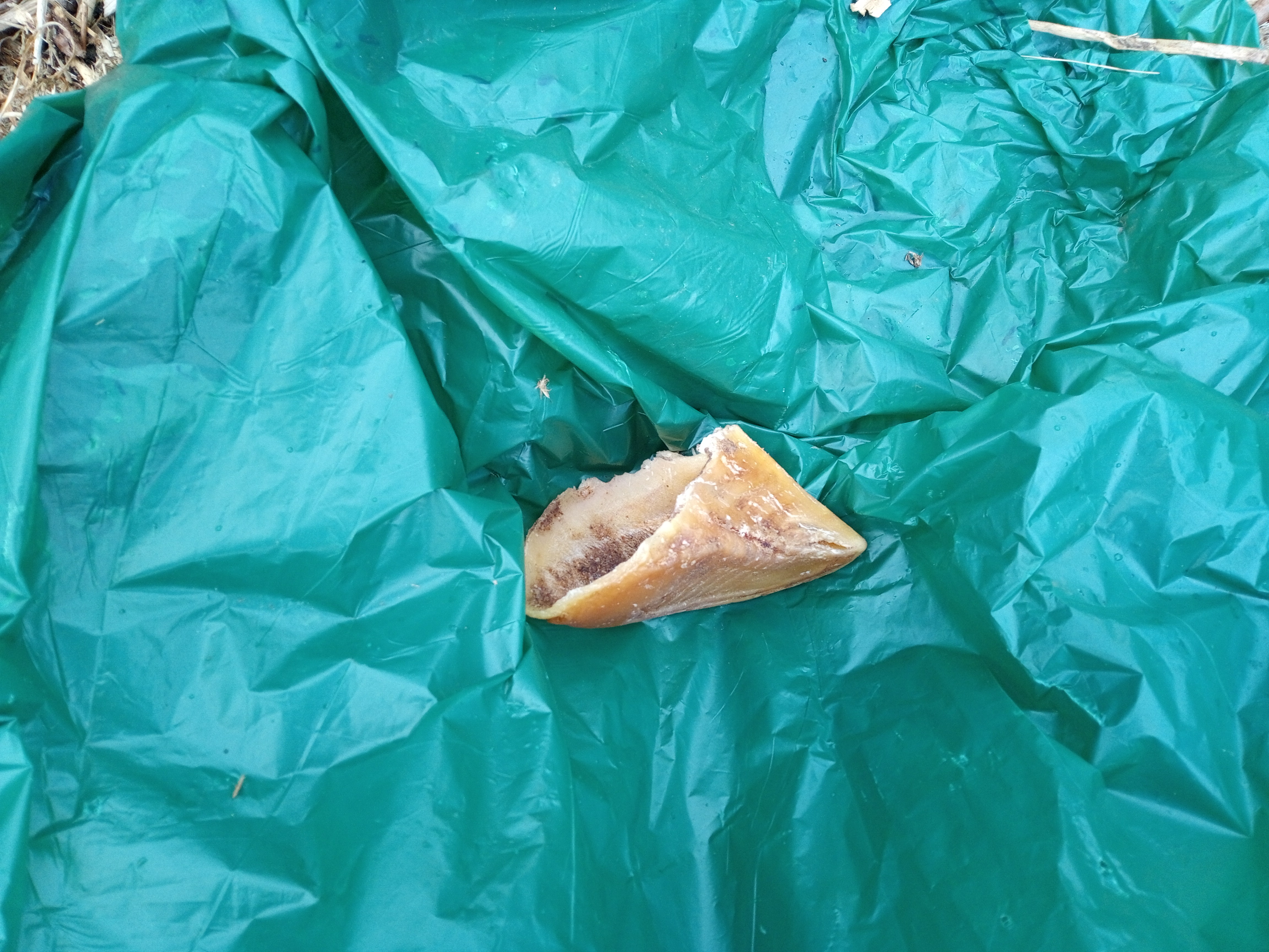 What’s the weirdest thing you’ve found in your garden?