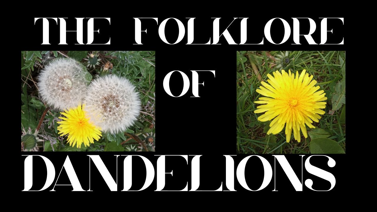S9 Ep 9 Dandelion Folklore – Weeds, Wishes & Wonder!