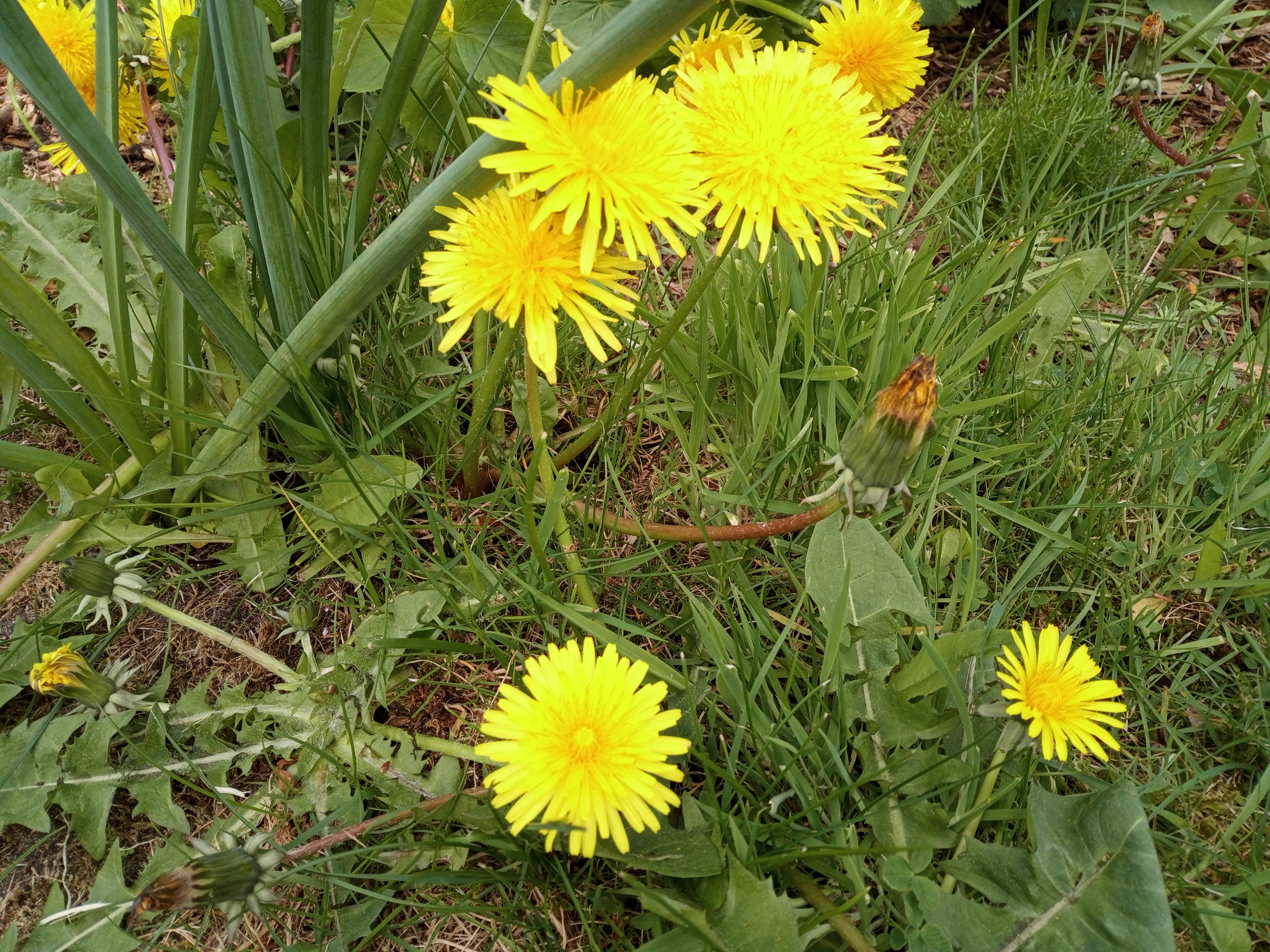 Dandelion Biscuits