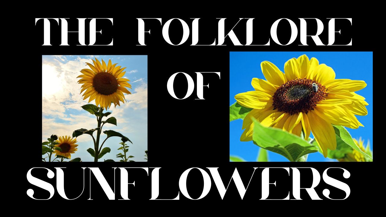 S9 Ep 10 The Sunflower’s Secret: Folklore, Stories & More!