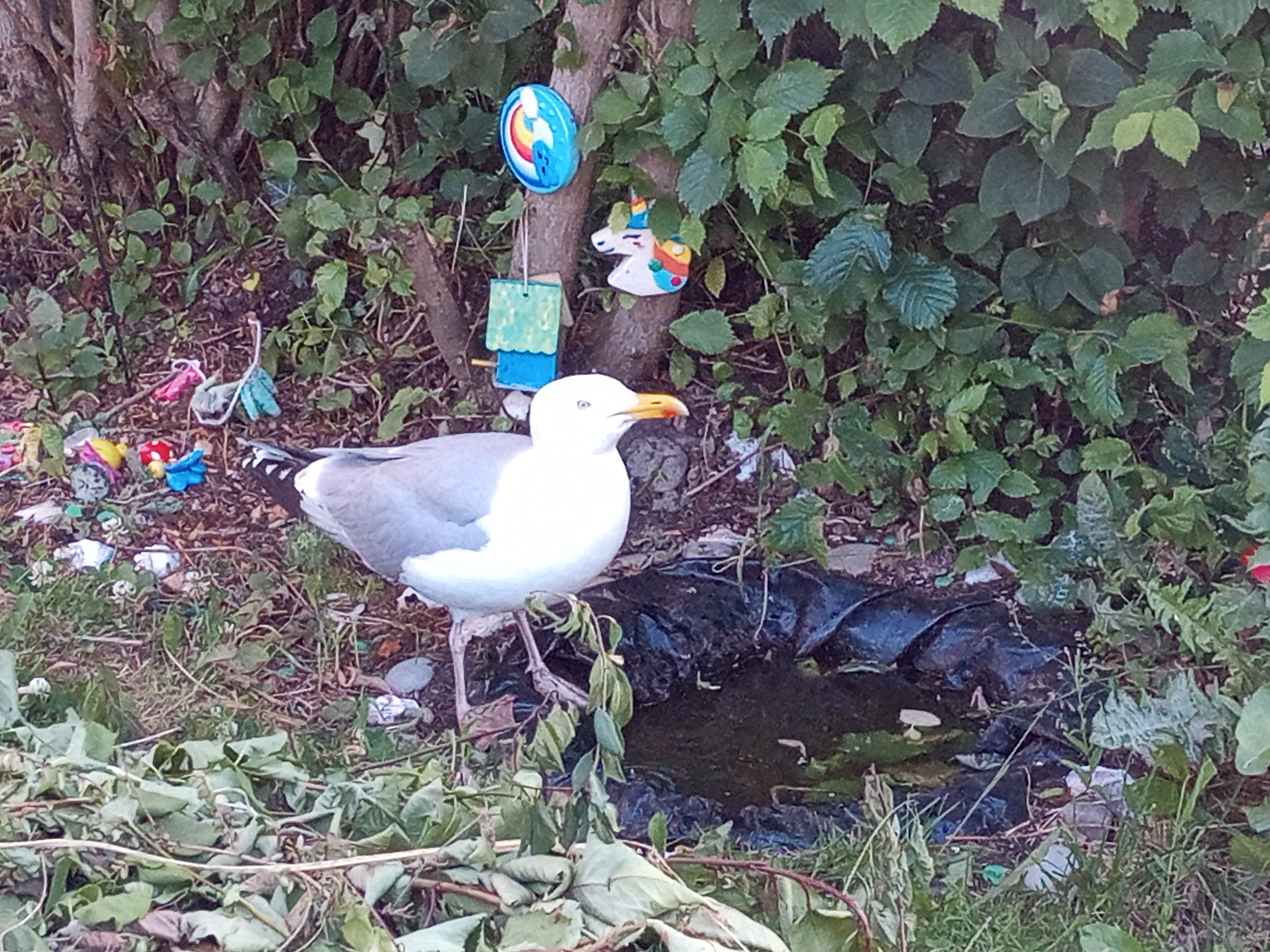 Pond In Garden Brings A Visitor
