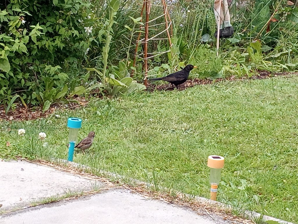 Growth in the&nbsp;garden!