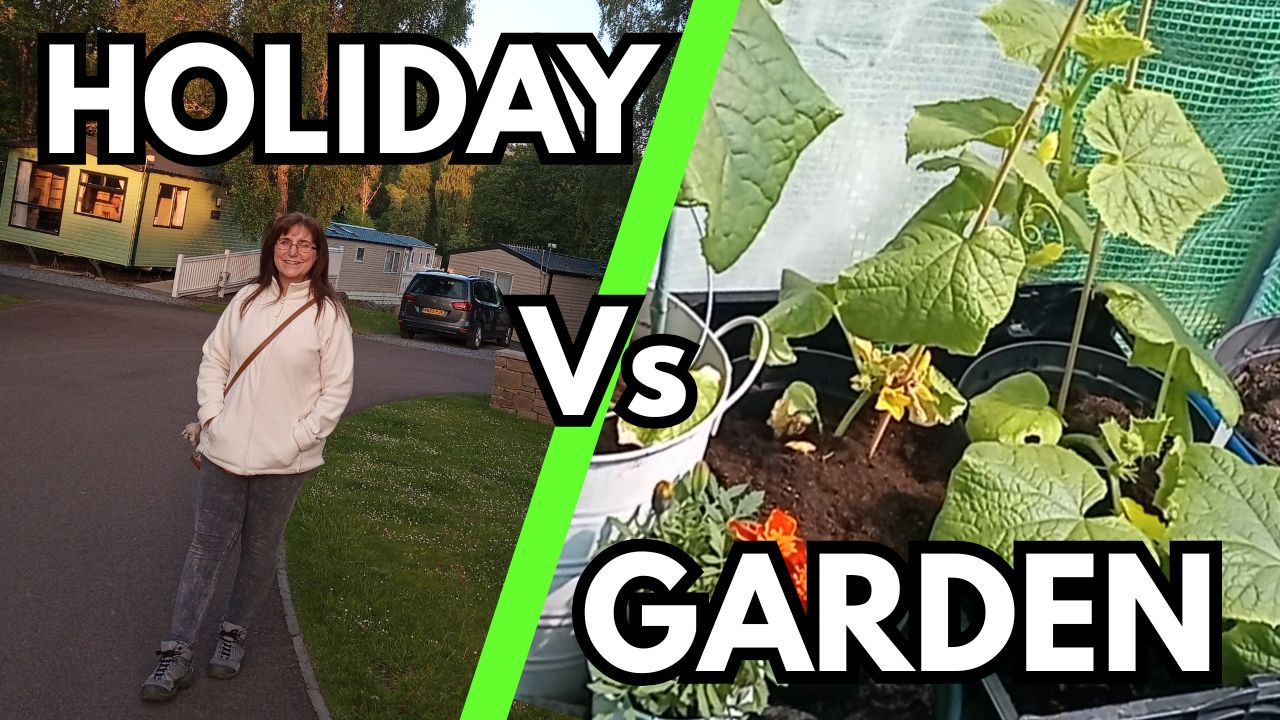 4. Holiday Vs Garden – How to make sure your plants survive your vacation!
