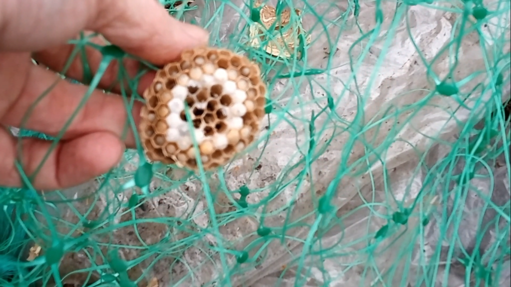 Car trouble + garden issues = a difficult week to find the&nbsp;wins