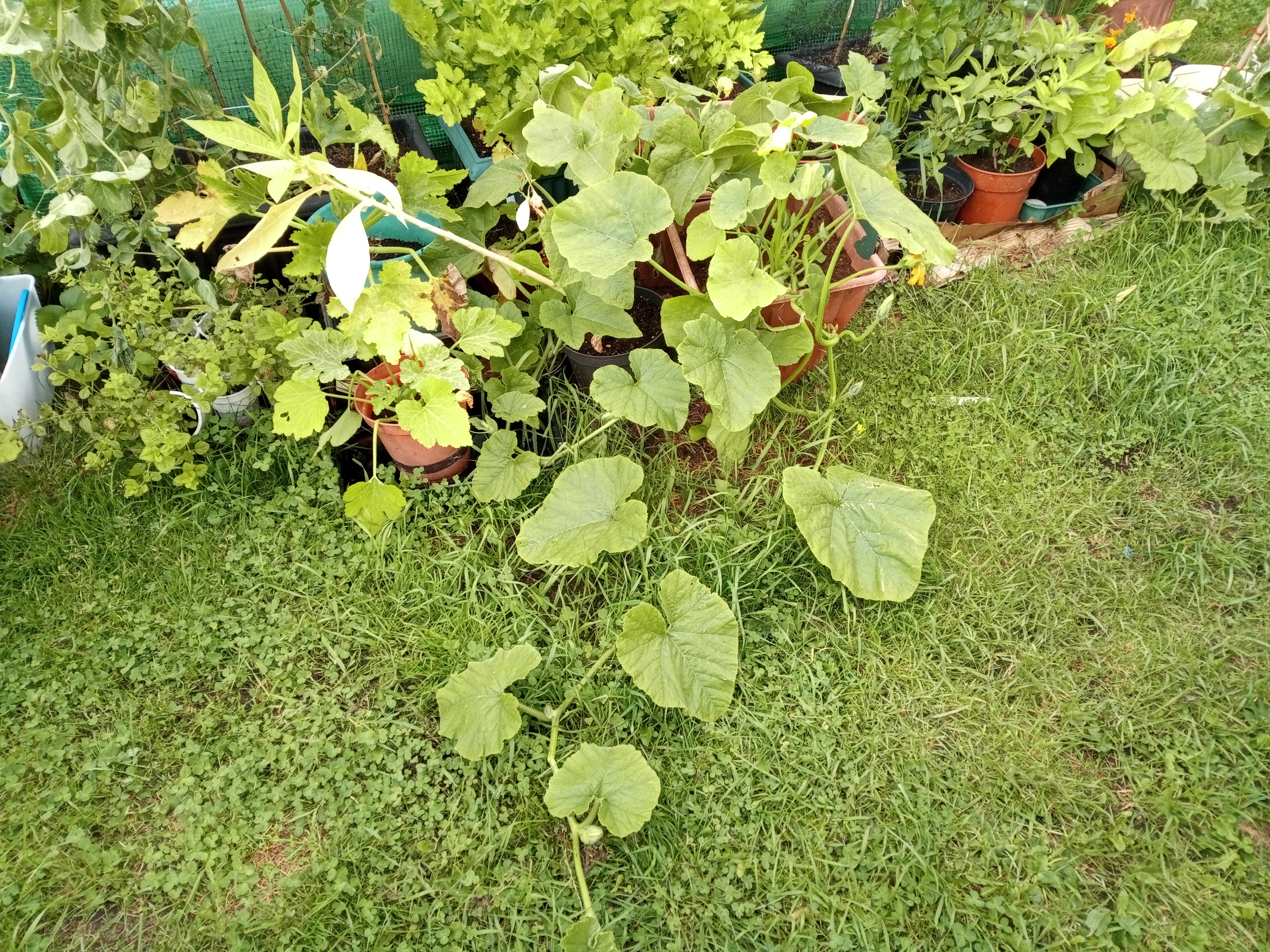 Operation: Pumpkin Rescue & Other Garden-Related Reporting