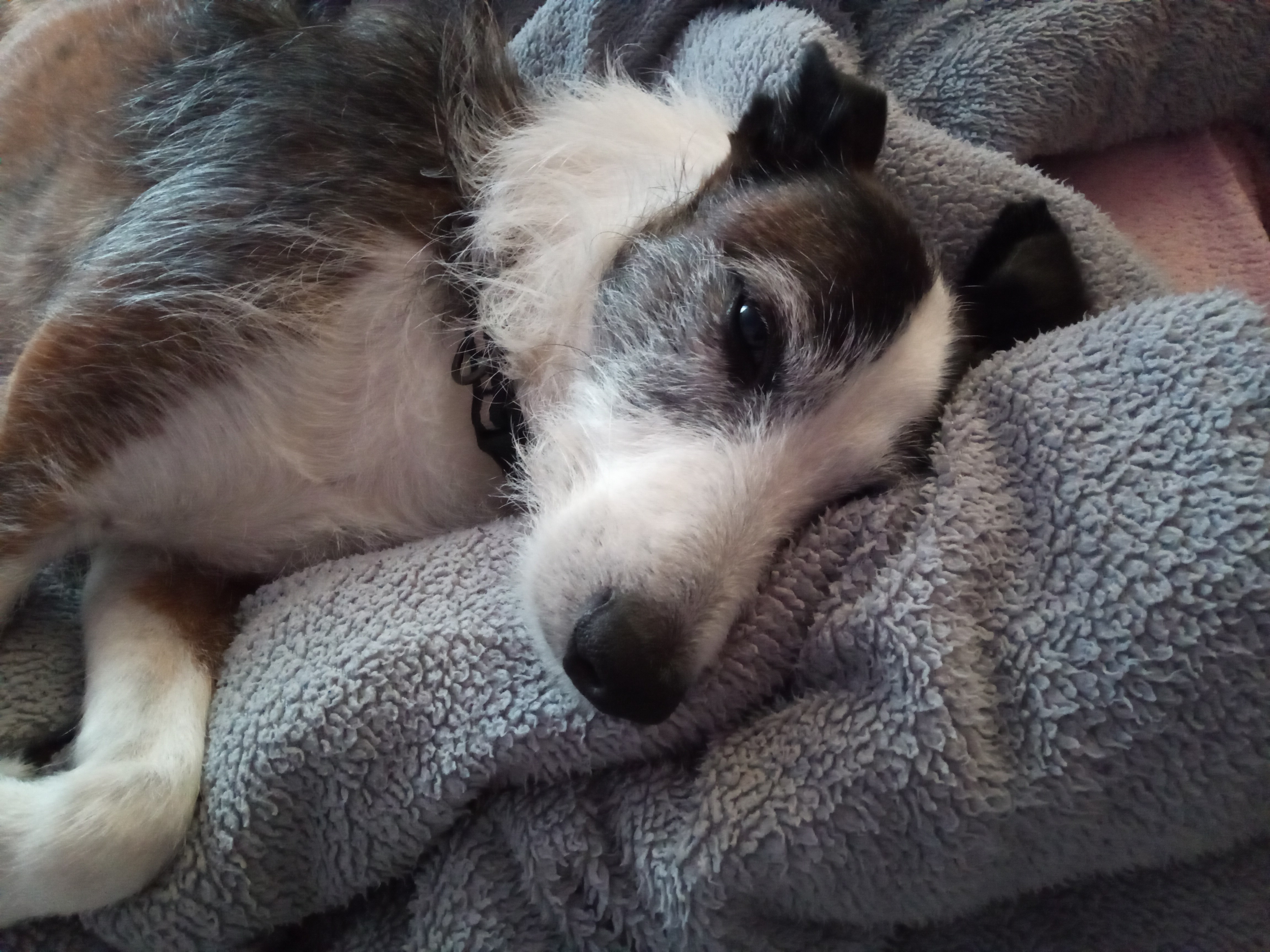 Still no car – oh and the dog got sick