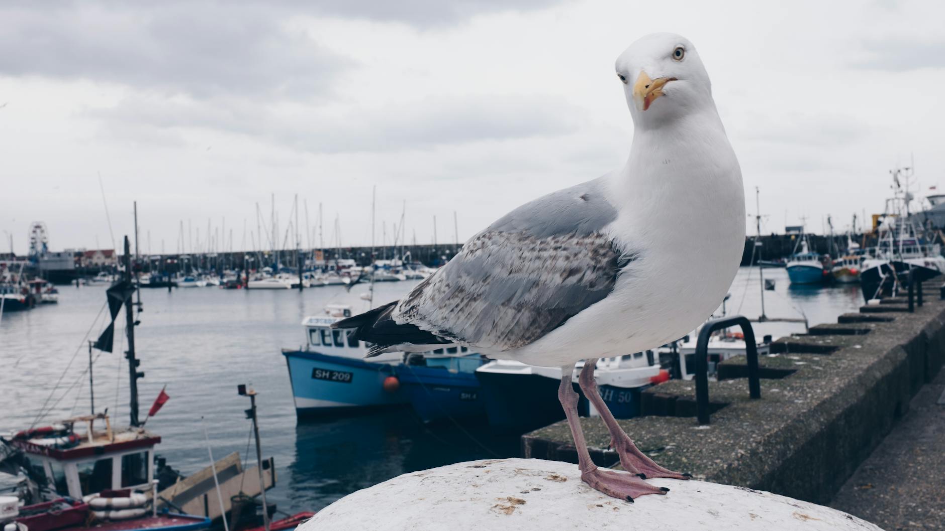Can a seagull grieve?