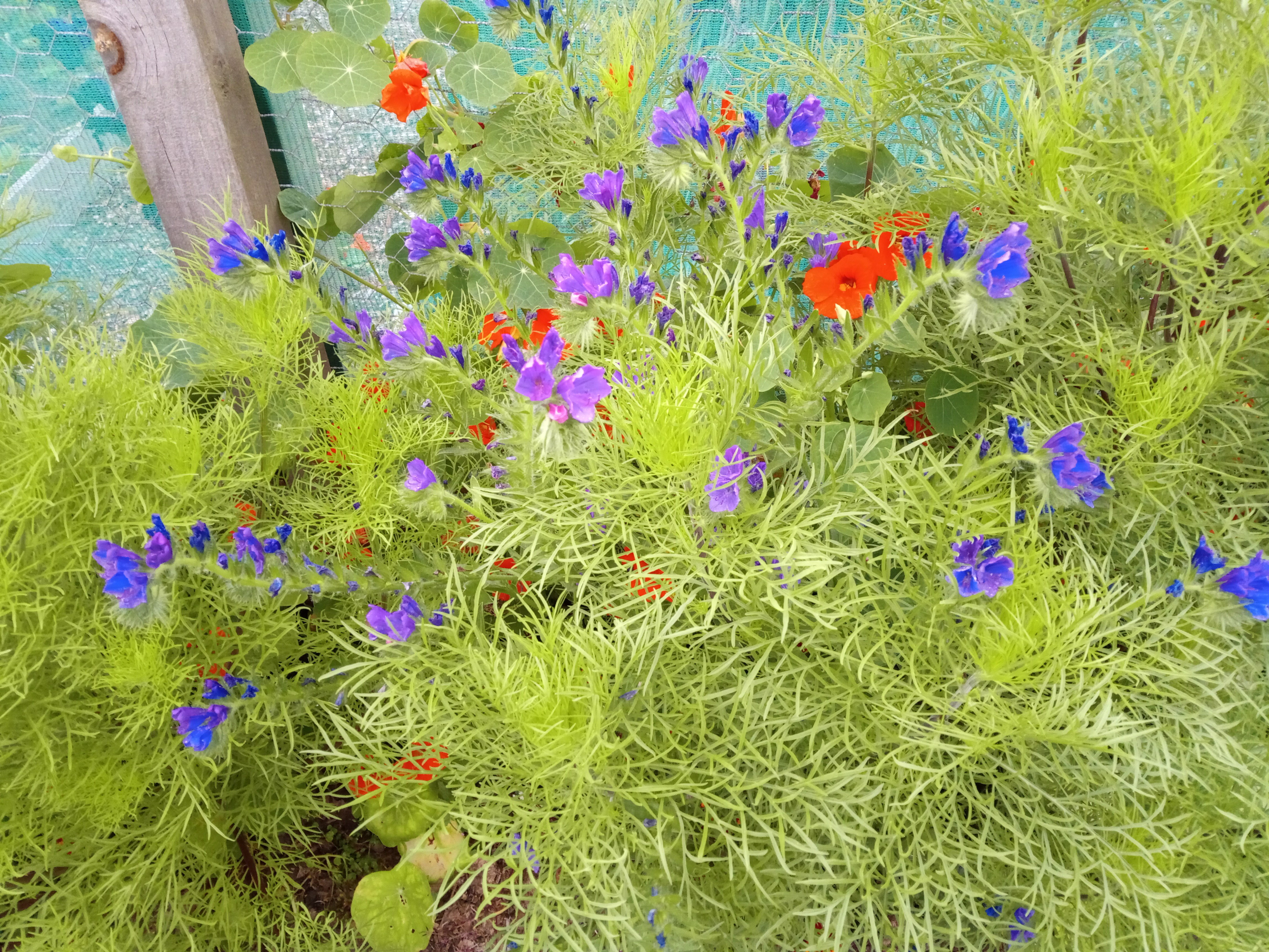 Flowers, naturally