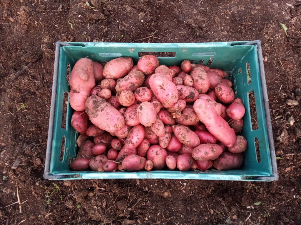 Potatoes!